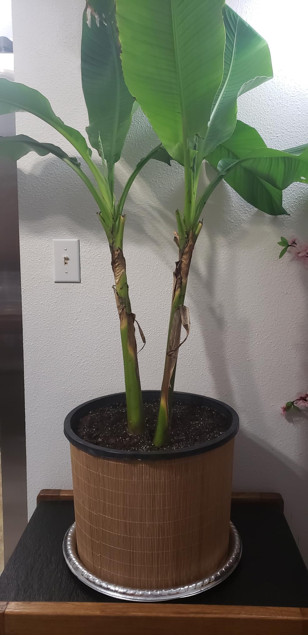 BambooMN Bamboo Placemat/Sushi Rolling Mat - 18