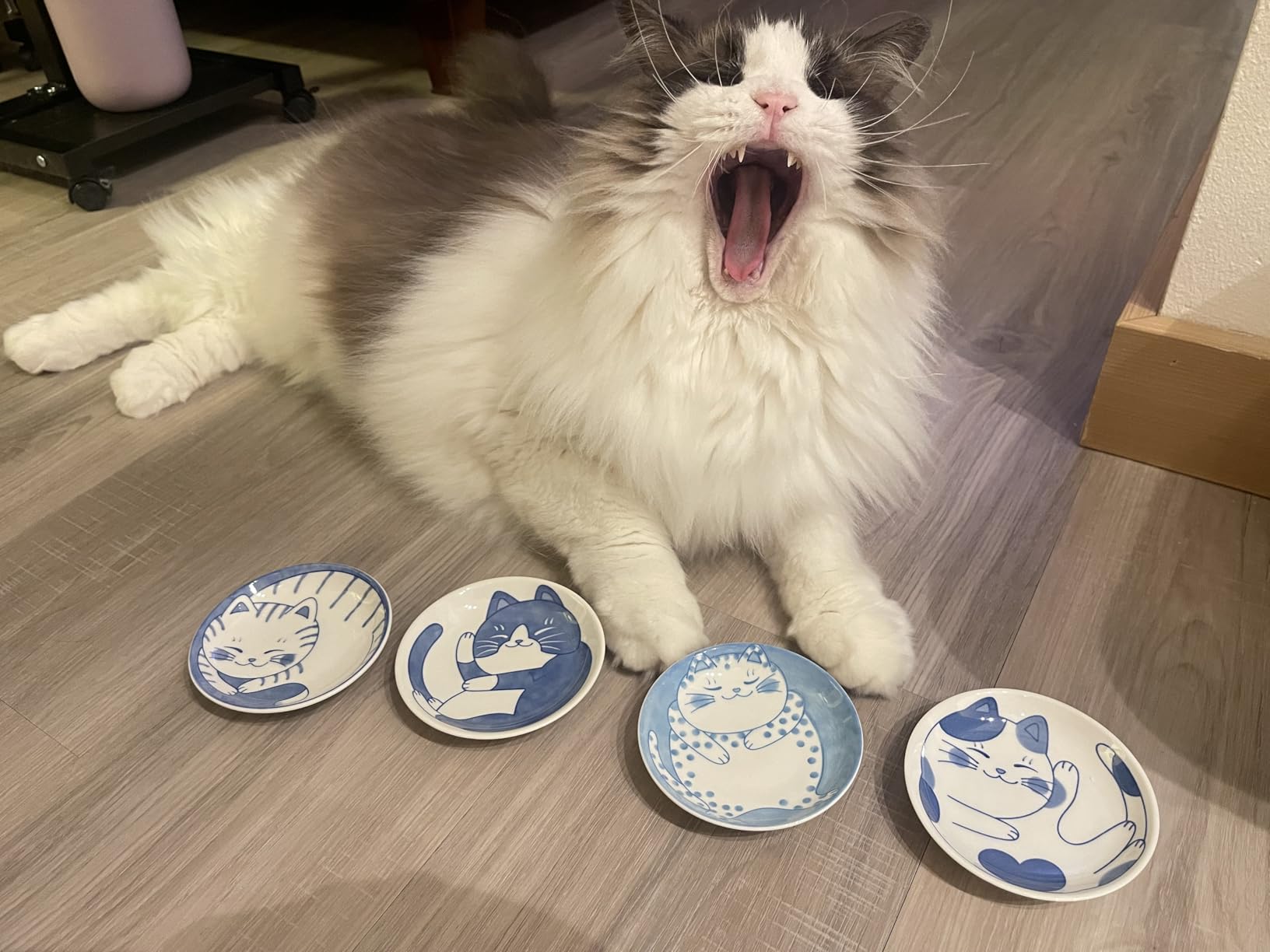 VanEnjoy Small Cute Ceramic Dishware Sets, Kawaii Cat Plates, Blue Shushi Plate Set Of 4, Japanese Plates, Dessert Plates Ceramic customer photo 1