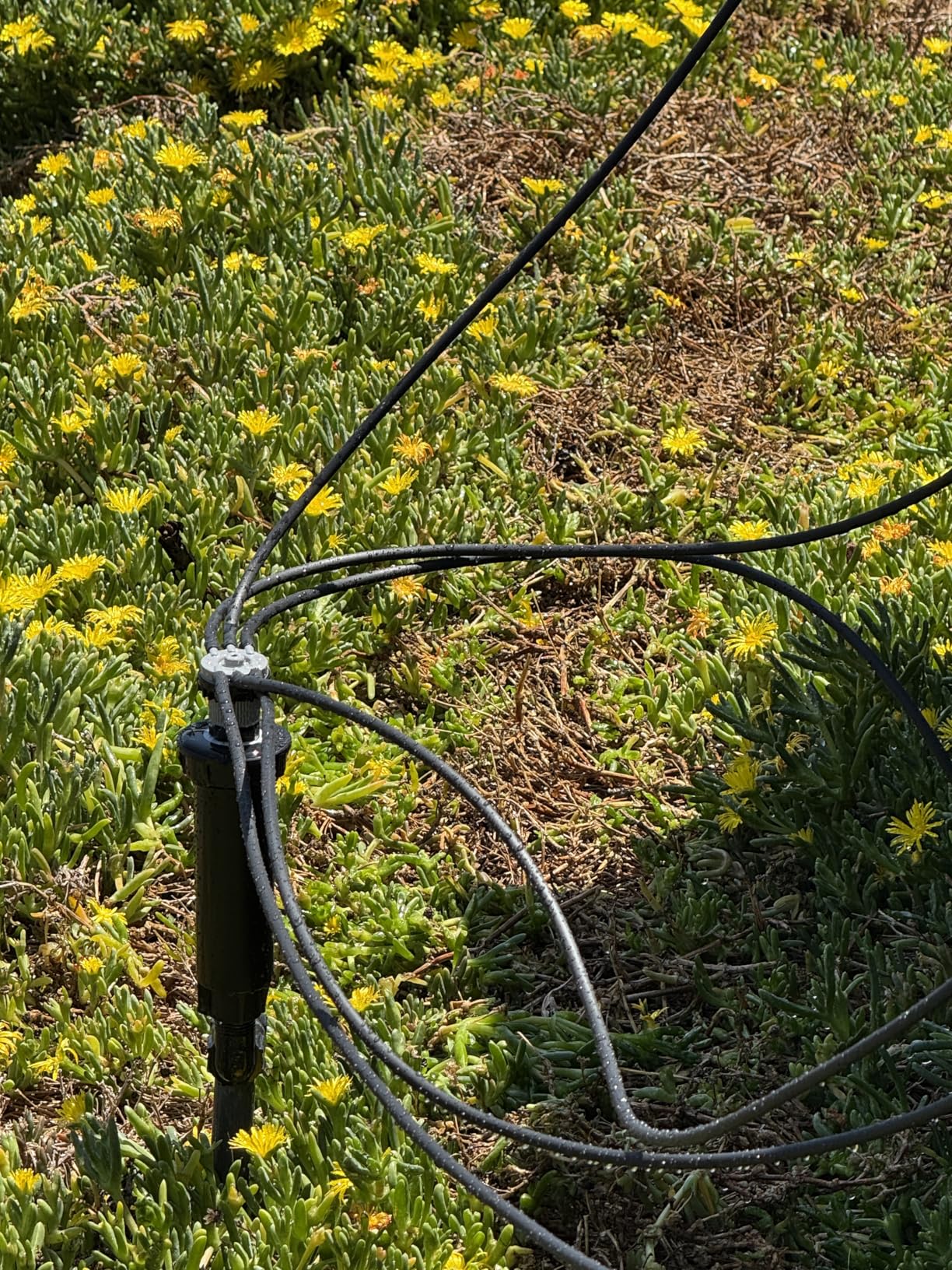 Rain Bird CNV182EMS Drip Irrigation Sprinkler Conversion Kit, 1800 Series Pop-Up to 6 Drip Emitters with 1/4