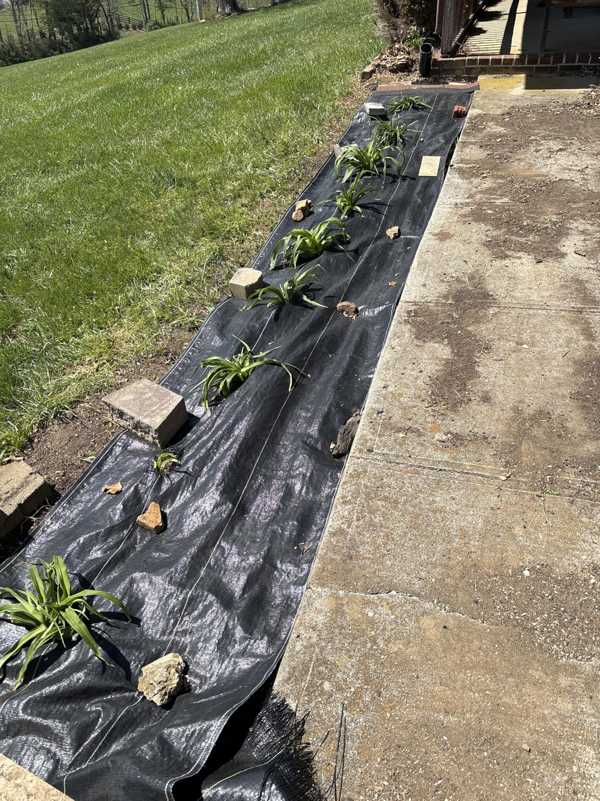 Dewitt Sunbelt Weed Barrier Fabric 3.2 oz, 4 x 300 Feet - Heavy-Duty Ground Cover Mat for Greenhouse Floors, Garden Rows, Raised Beds, Yard Gardening, and Outdoor Landscape Protection customer photo 1