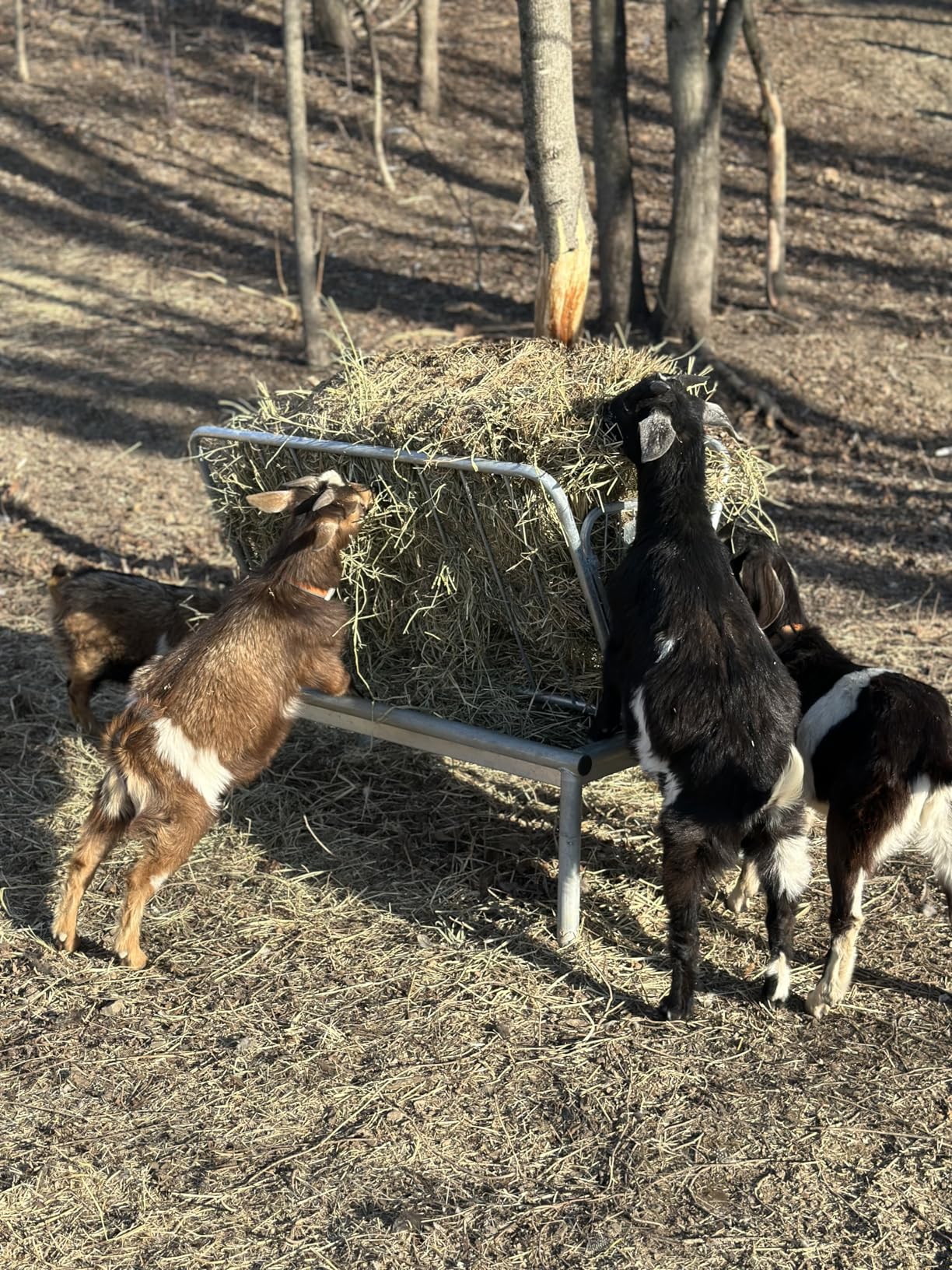 Rugged Ranch Products 4 Foot Long Outdoor Heavy Duty Mini Galvanized Steel Pasture Hay Feeder for Goats, Sheep, and Miniature Horses, Silver customer photo 1