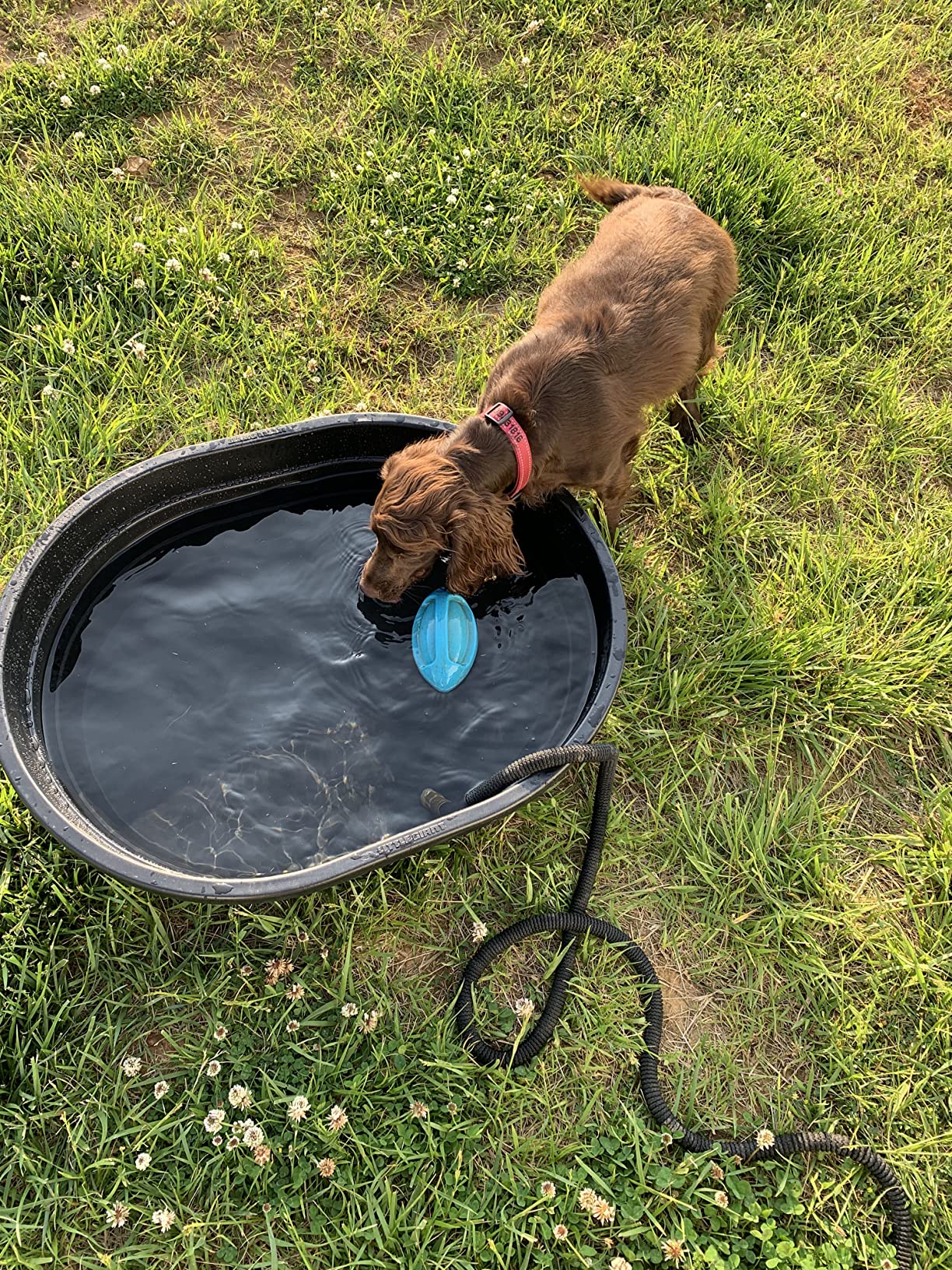 Little Giant Poly Oval Stock Tank | Water Trough | Plastic Pond Tub | Heavy Duty Feeding & Watering Trough for Livestock | 75 Gallons customer photo 1