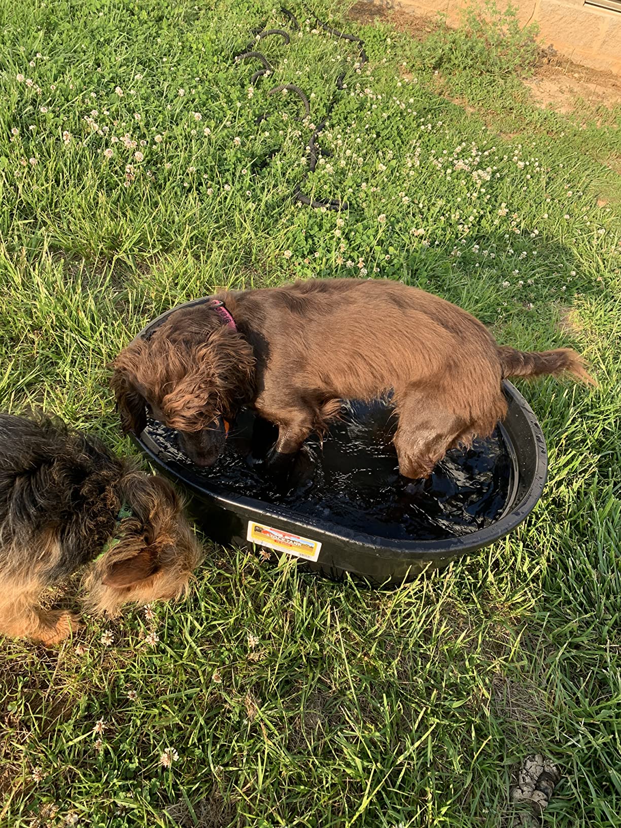 Little Giant Poly Oval Stock Tank | Water Trough | Plastic Pond Tub | Heavy Duty Feeding & Watering Trough for Livestock | 75 Gallons customer photo 2