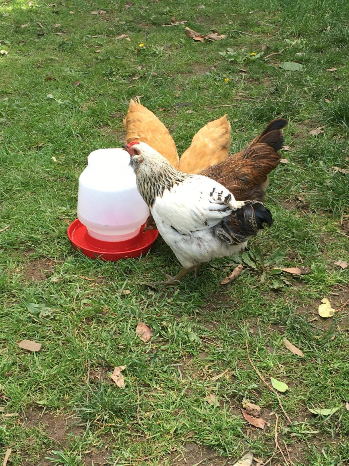 Little Giant Complete Plastic Poultry Fount | Heavy Duty Plastic Gravity Fed Water Container Jar | Waterer for Chickens, Turkeys, Ducks & More | Made in USA | 1 Gallon | Red customer photo 2