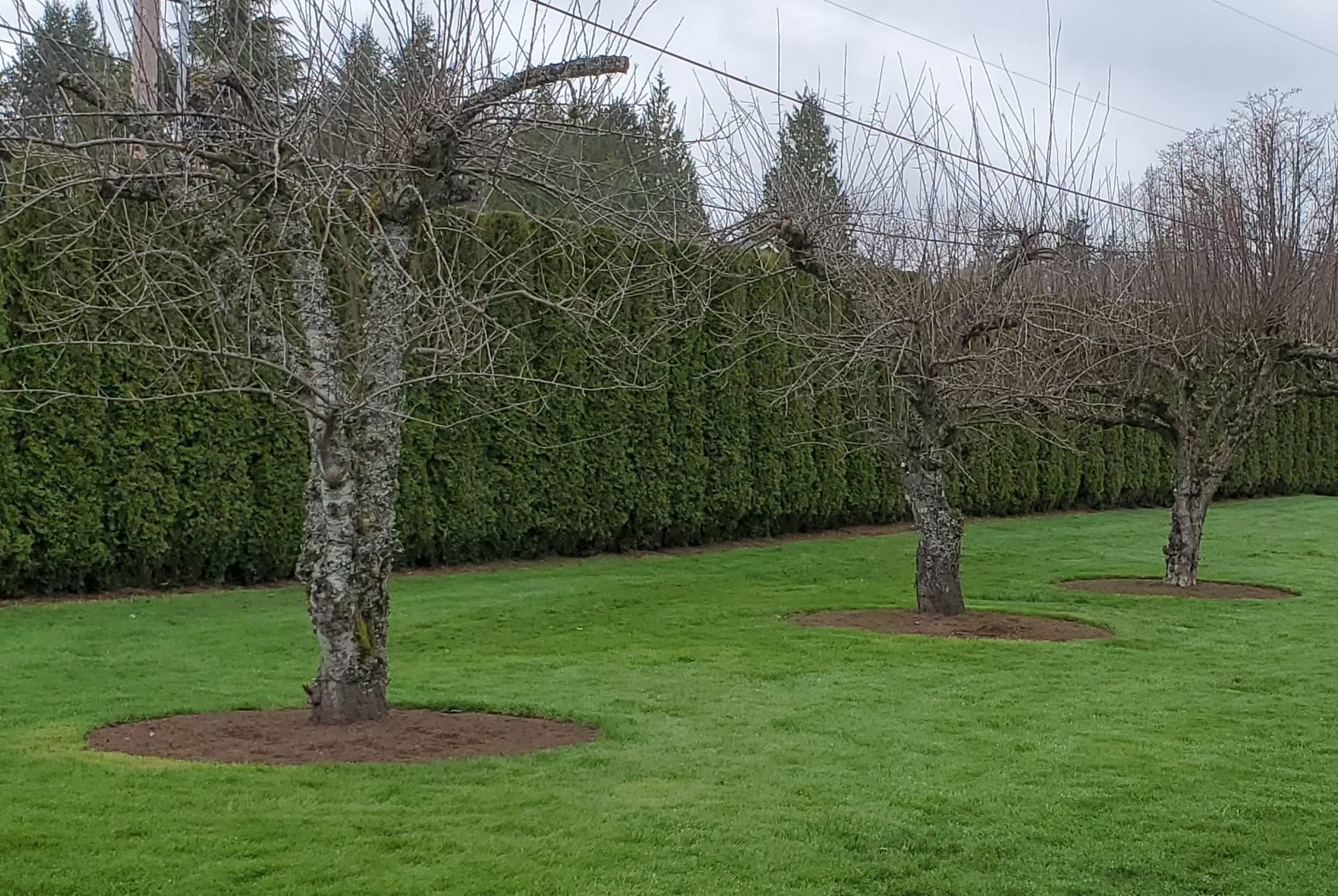 EasyFlex No-Dig Landscape Edging Kit - 100 ft., Black customer photo 1
