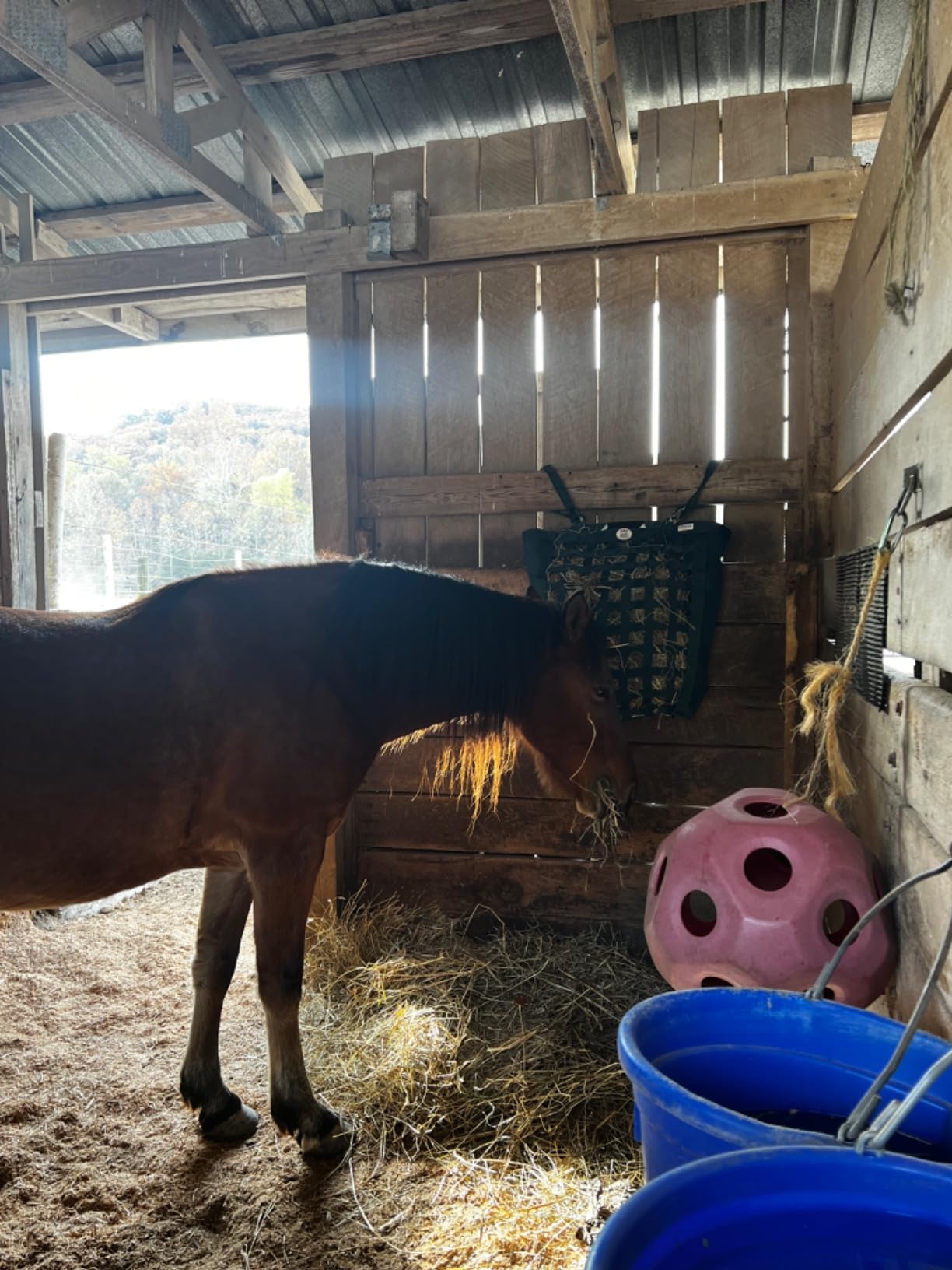 Derby Originals Front Web Slow Feeder Horse Hay Bag Super Tough Bottom with 6 Month Warranty customer photo 1