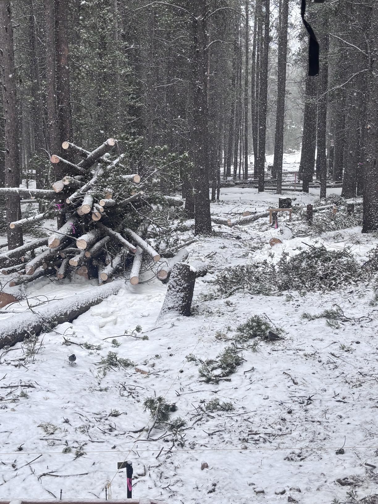 Granberg G778-30 Alaskan MKIV Chainsaw Mill, 30-Inch Portable Sawmill Guide | Fits All Chainsaw Makes, Bars up to 30 Inches, 60cc Plus, Clamps without Drilling, Mills Hardwood, Use a Sharp Ripping Chain. customer photo 1