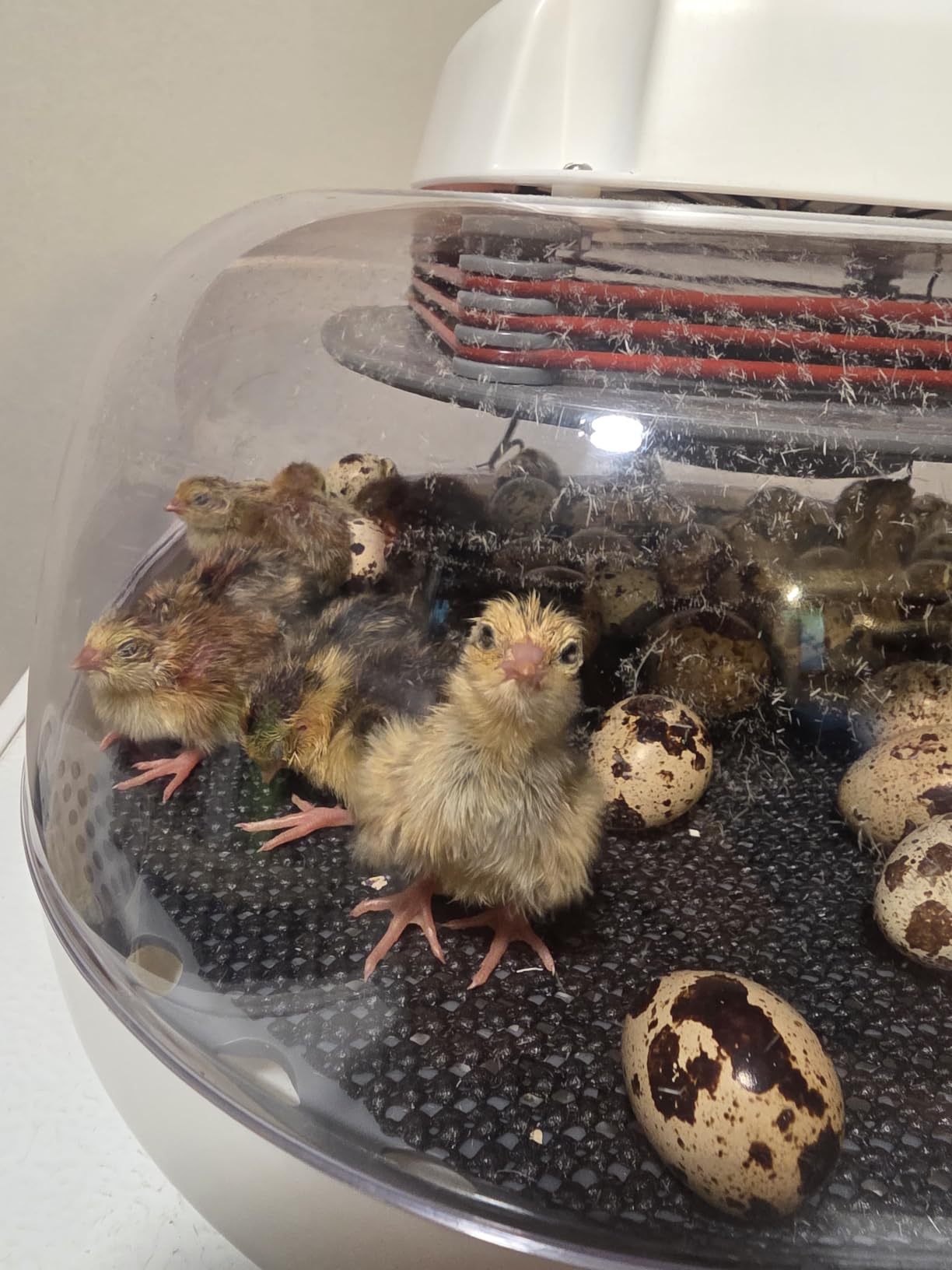 Harris Farms Nurture Right Egg Incubator for Hatching Chicks, Holds 12-22 Eggs, Automatic Turner with Temperature and Humidity Control, 360 Degree View with Clear Window, Incubator for Hatching Eggs customer photo 1