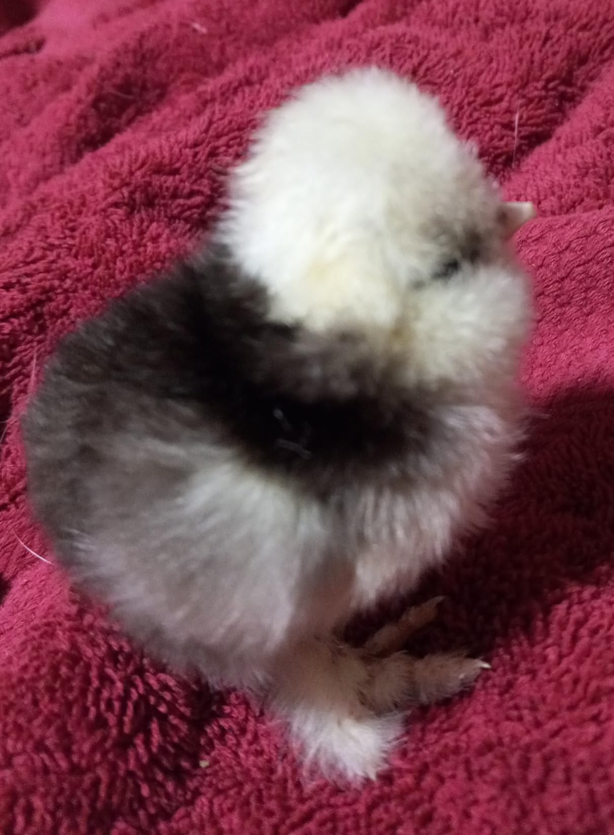 Harris Farms Nurture Right Egg Incubator for Hatching Chicks, Holds 12-22 Eggs, Automatic Turner with Temperature and Humidity Control, 360 Degree View with Clear Window, Incubator for Hatching Eggs customer photo 2