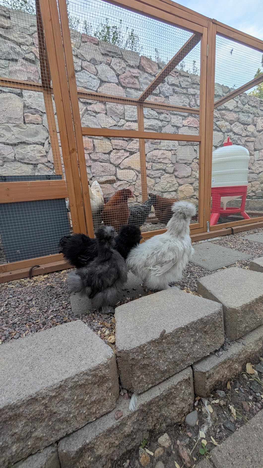 Little Giant Plastic Dome Waterer | Heavy Duty Plastic Gravity Fed Poultry Waterer Container Tank | Chickens, Ducks & Other Birds for Hobbyists, Farmers and Ranchers | 8 Gallon customer photo 1