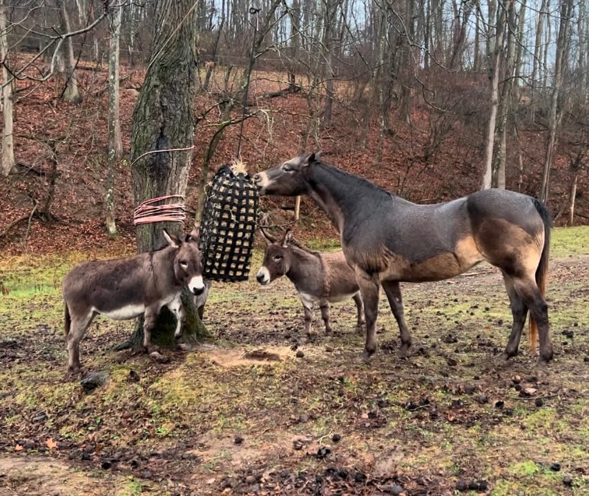 Derby Originals XL Go Around Slow Feeder Horse Hay Bag with Super Tough Bottom and 1 Year Warranty, Royal Blue, 71-7132RBL customer photo 1