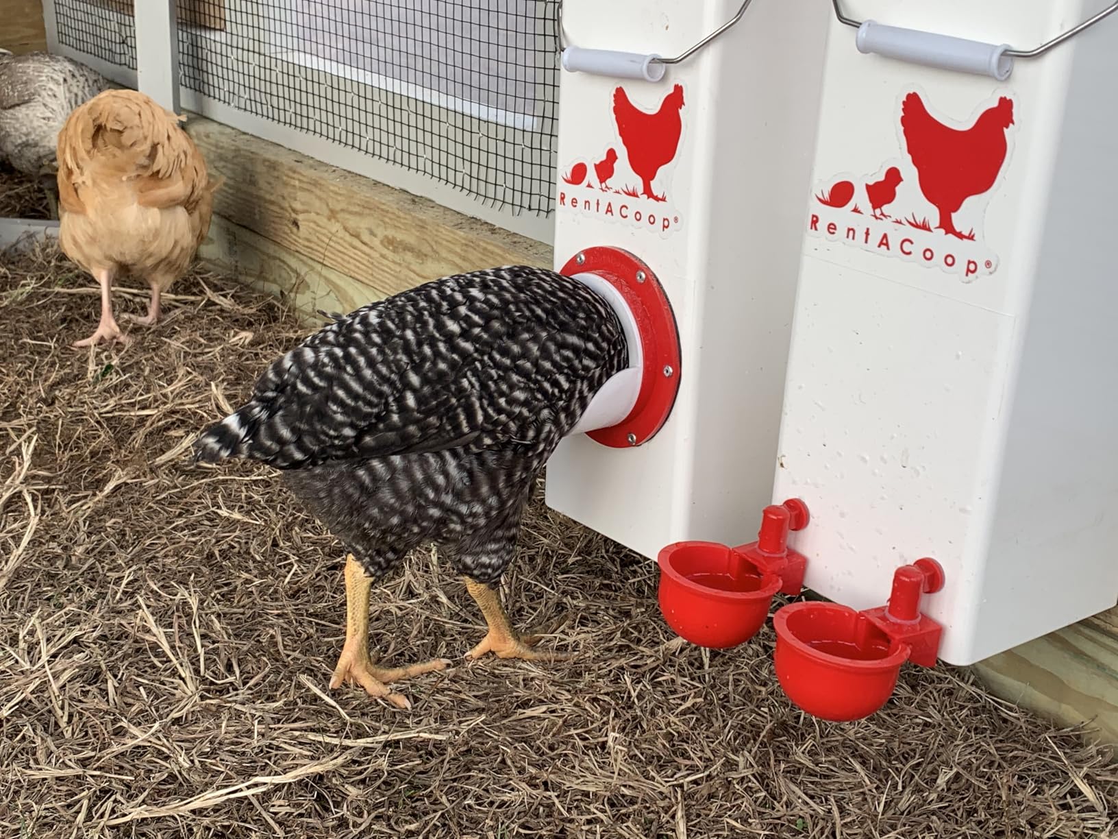 RentACoop High Rise Chicken Waterer and Feeder Set - 10lbs/2 Gal customer photo 1