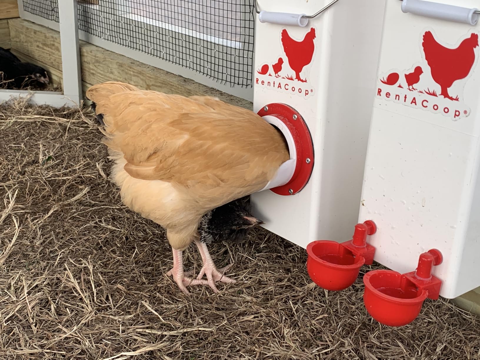 RentACoop High Rise Chicken Waterer and Feeder Set - 10lbs/2 Gal customer photo 2