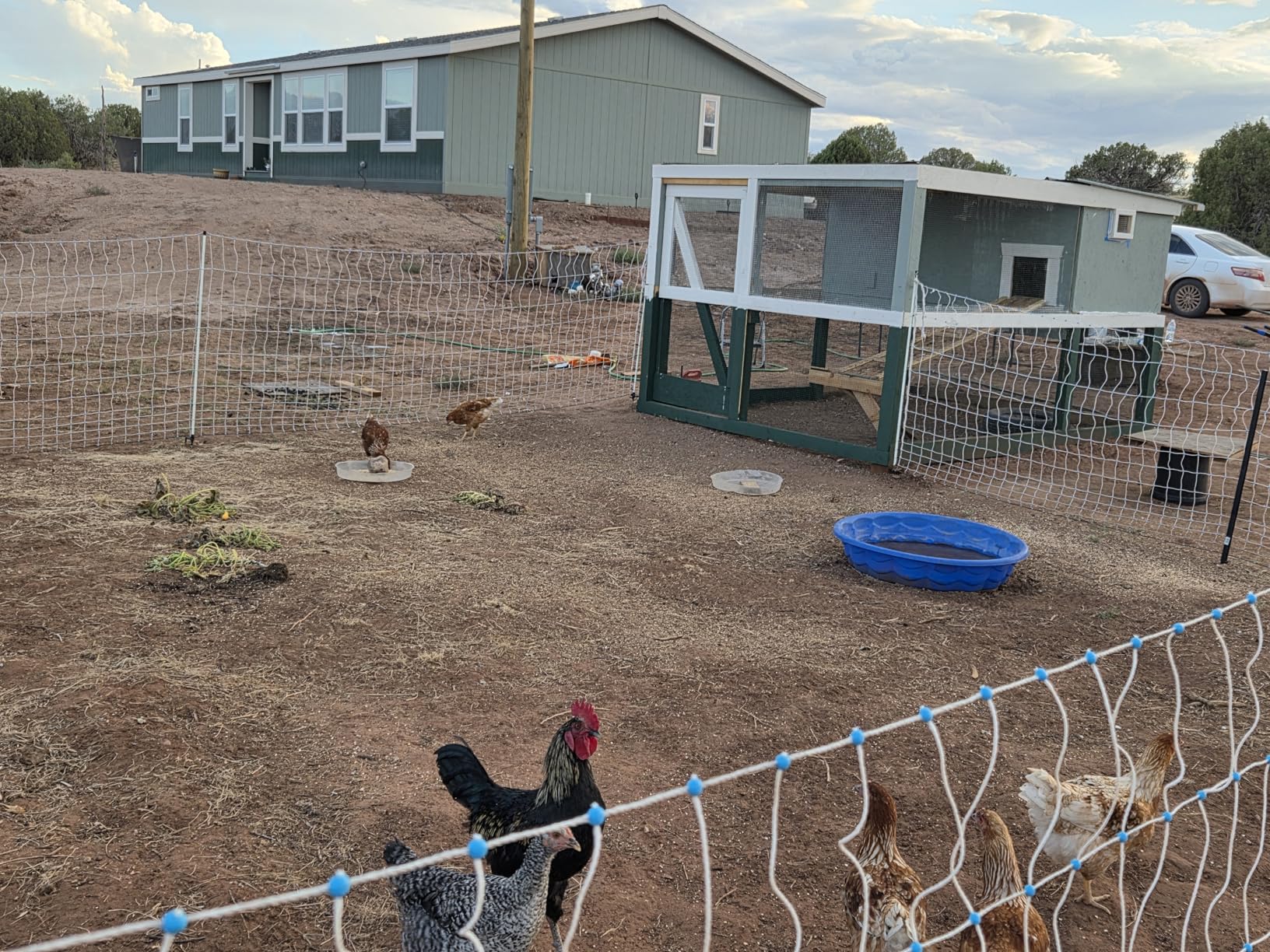 Electric Poultry Netting 48