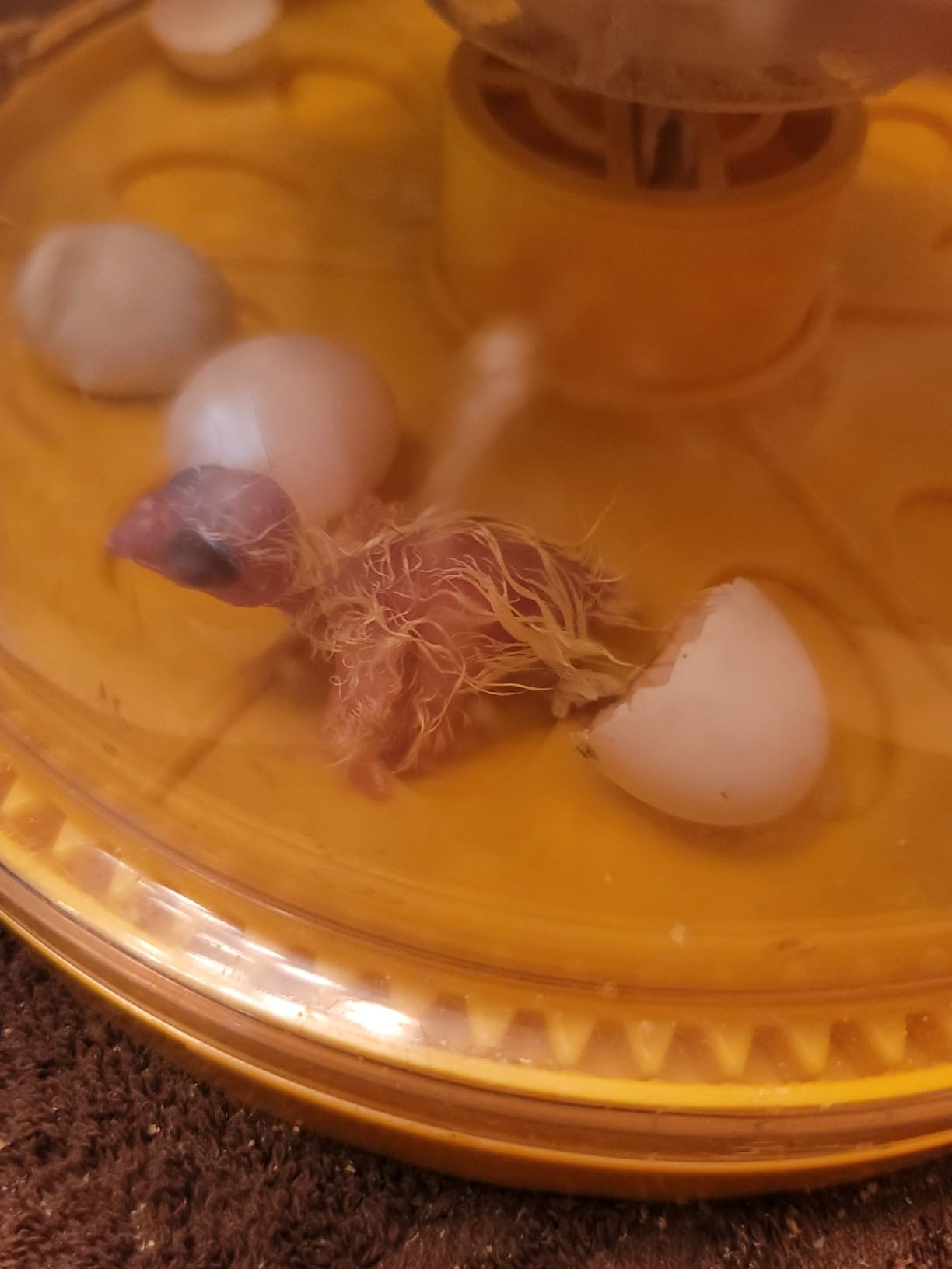 Brinsea Maxi 24 EX Egg Incubator with Automatic Humidity Control and Egg Turning for Hatching 24 Chicken, Duck, or Other Eggs, Optimal Flexibility with Mix & Match Sizes customer photo 1