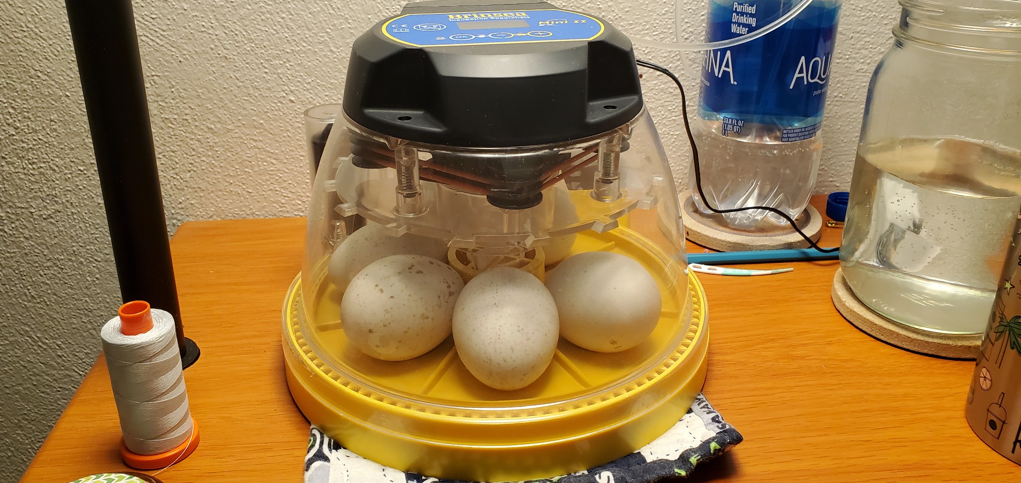 Brinsea Maxi 24 EX Egg Incubator with Automatic Humidity Control and Egg Turning for Hatching 24 Chicken, Duck, or Other Eggs, Optimal Flexibility with Mix & Match Sizes customer photo 2
