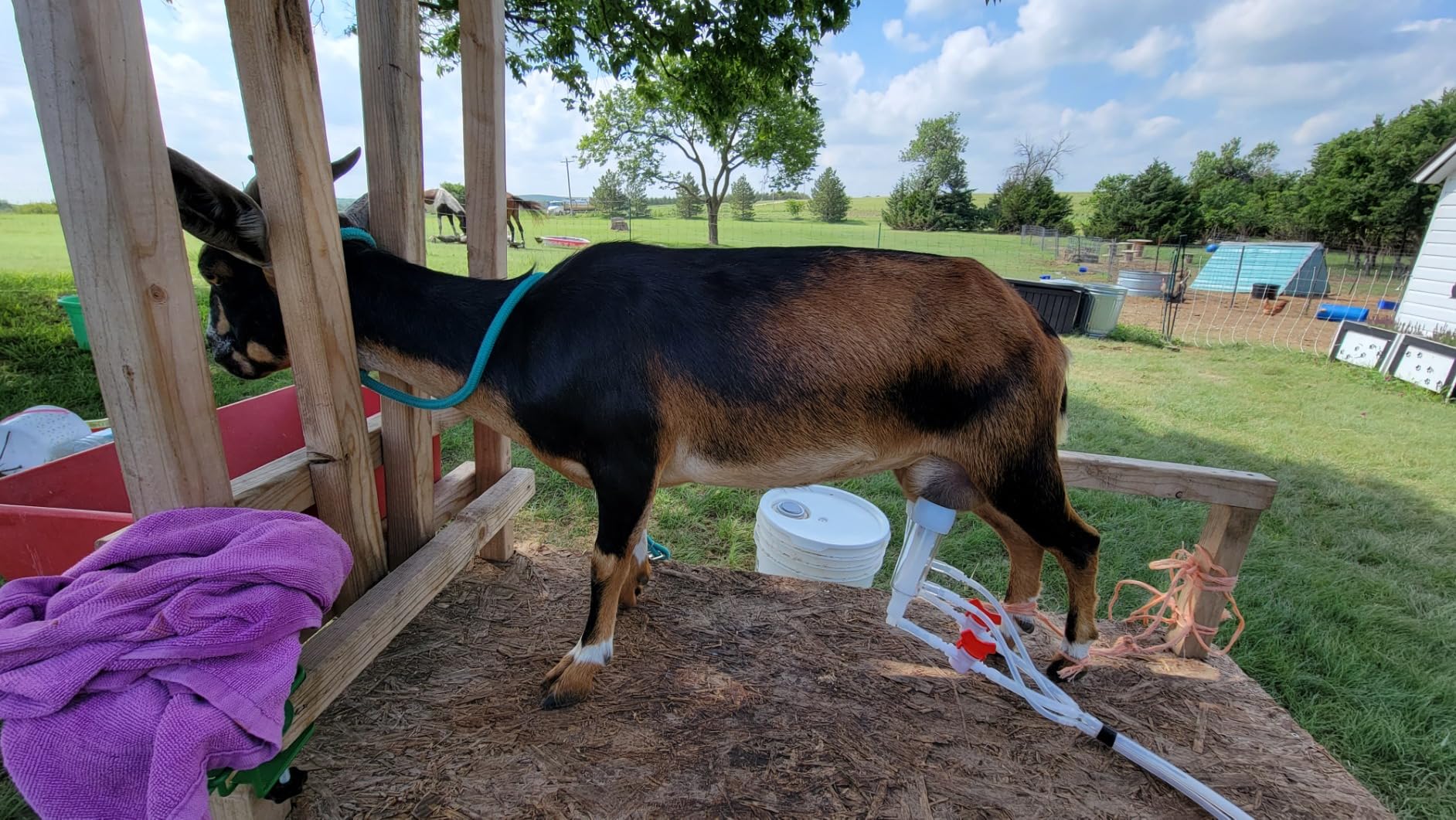 2-in-1 7L Goat Milking Machine, Electric Vacuum Pulsation Milker | Battery Powered Goat Milker with 4 Teat Cups, for Goat & Cow, Auto Stop, SUS304 Stainless Steel Bucket, Food-Grade Material customer photo 2