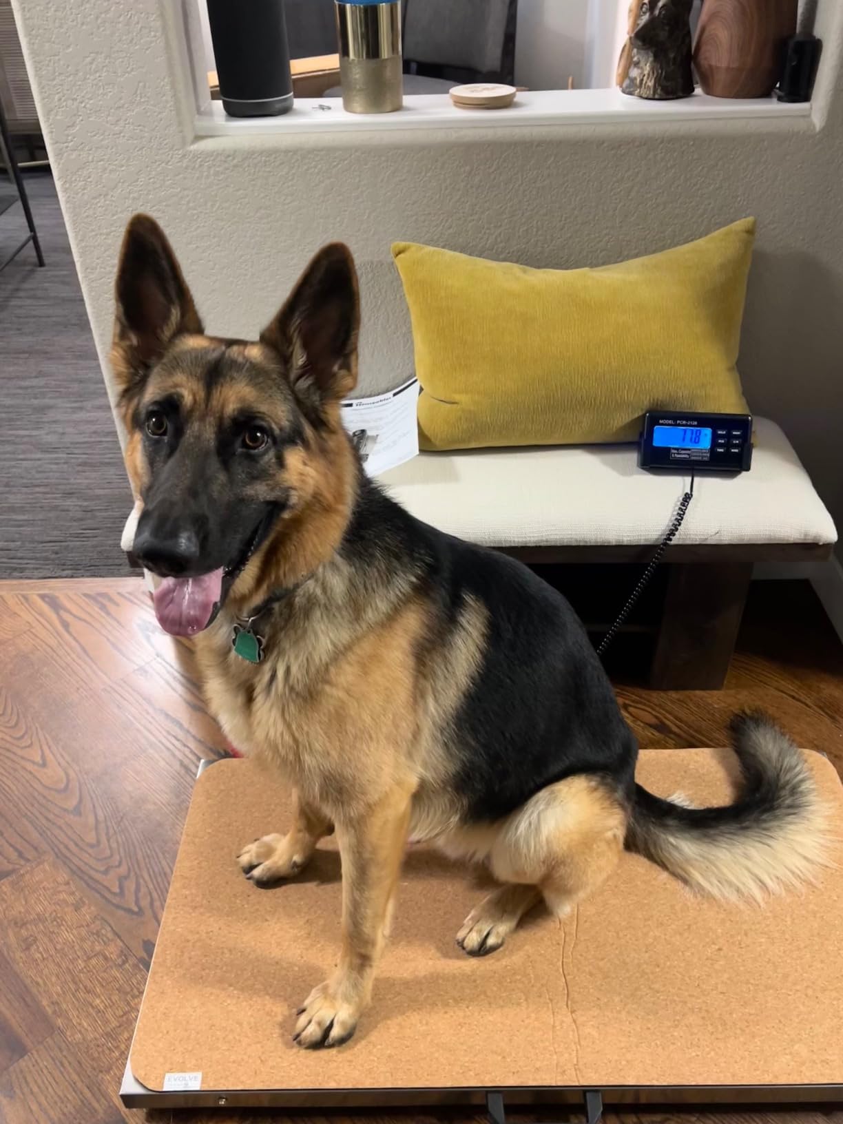 Dog Scale, Dog Scale for Large Breed, Pet, Shipping, 440 Lb, 41x21 Platform | Houseables Livestock, Pet Weight, Animal, Veterinary, Sheep, Goat, Pig, Heavy Duty, Digital customer photo 1