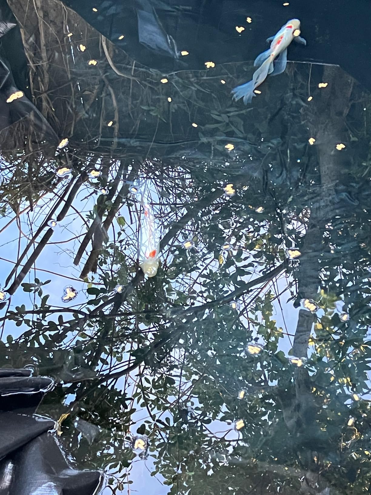25X30FT Reinforced PE Pond Liner for KOI/Fish Duck Outdoor Ponds (28Mil) customer photo 2