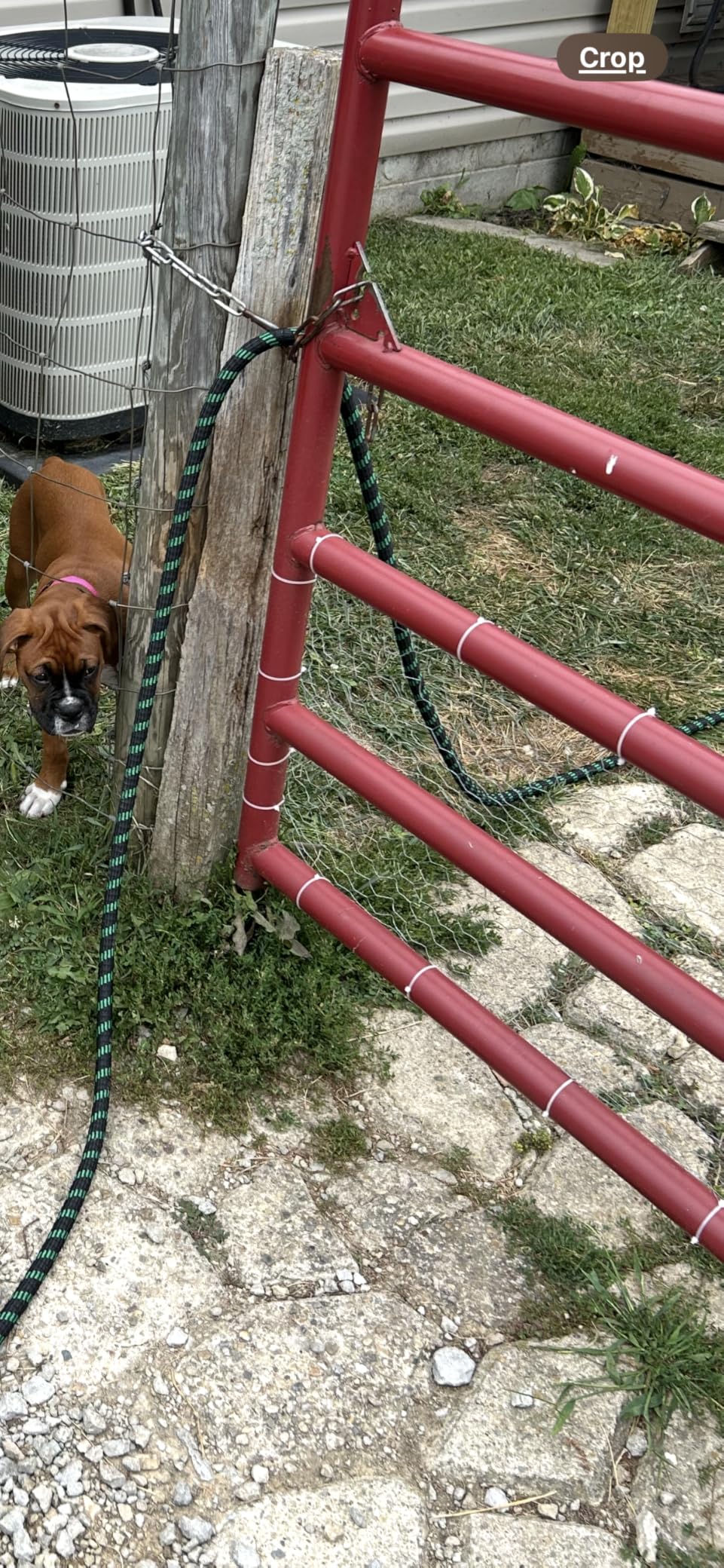 16in x 82ft Chicken Wire, TOYPOPOR 40cm x 25m Poultry Wire Netting Hexagonal Galvanized Mesh Garden Fence Barrier for Pet Rabbit Chicken Fencing (16In x 82FT) customer photo 1