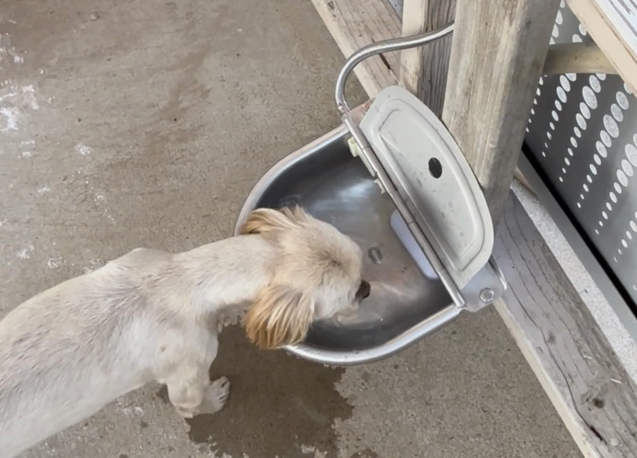 Automatic Animal Drinking Water Bowl, 304 Stainless Steel Waterer for Dog Horse Goat Pig Cow, Livestock Water Trough Dispenser with Pipe Hose, 2 Float Valves, Quick Connecter, Expansion Bolt customer photo 1