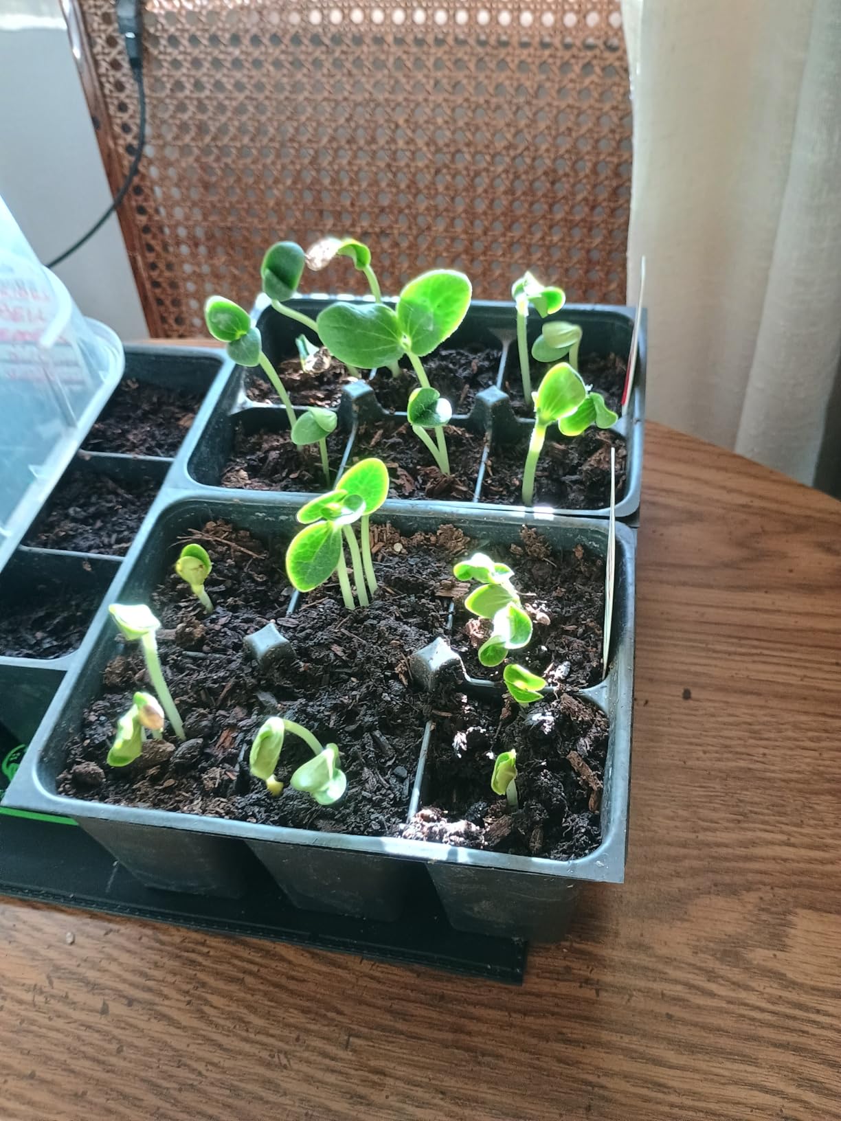LOCONHA Seedling Heat Mat for Seed Starting, 10