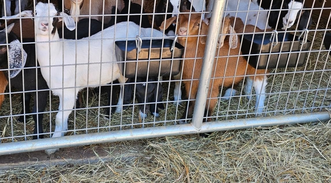 Goat Feeders Hanging, Chicken Waterer Feeder Trough for Poultry Livestock (6 * 3.5 Quart Black) customer photo 1