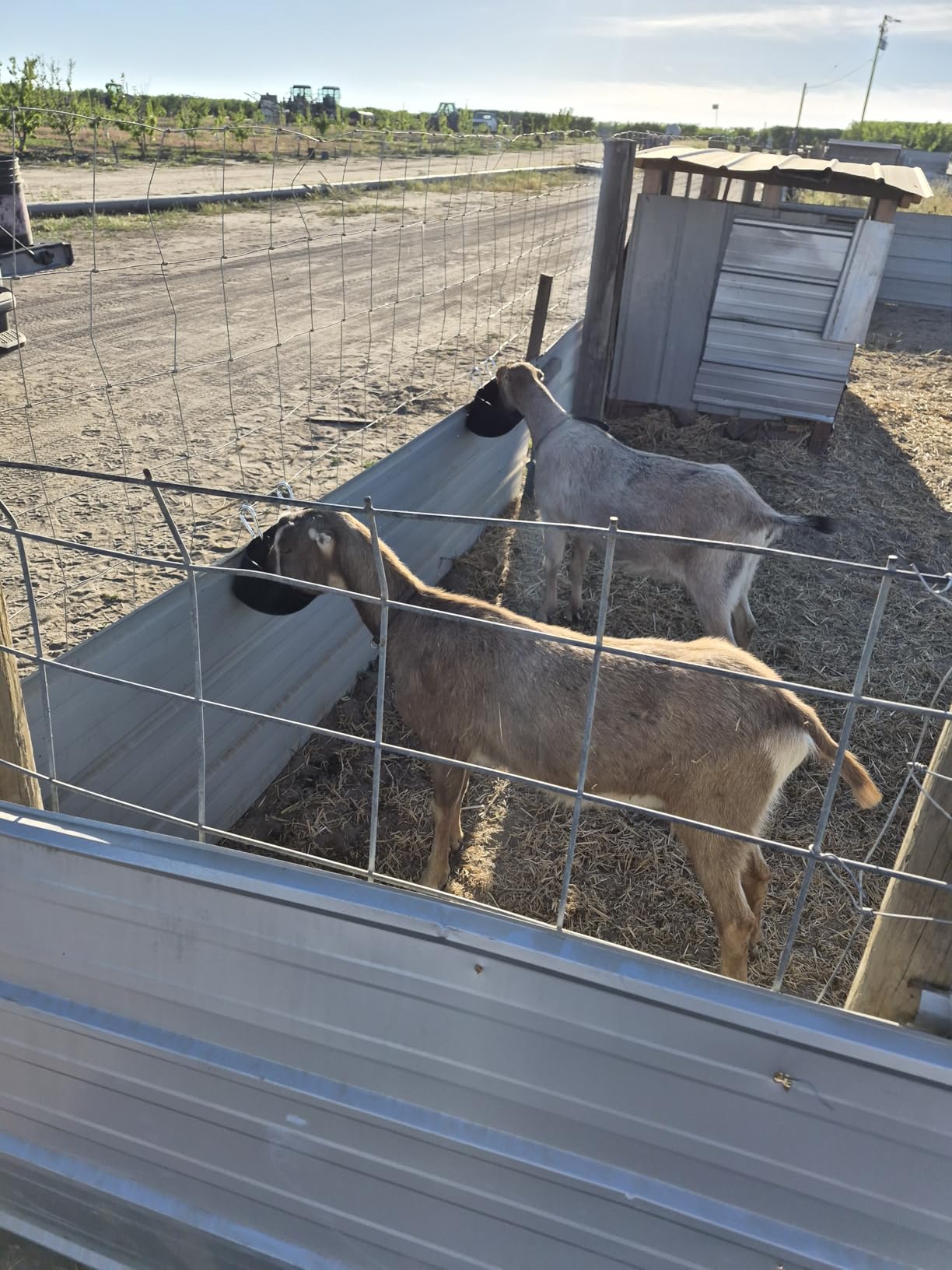 Goat Feeders Hanging, Chicken Waterer Feeder Trough for Poultry Livestock (6 * 3.5 Quart Black) customer photo 2