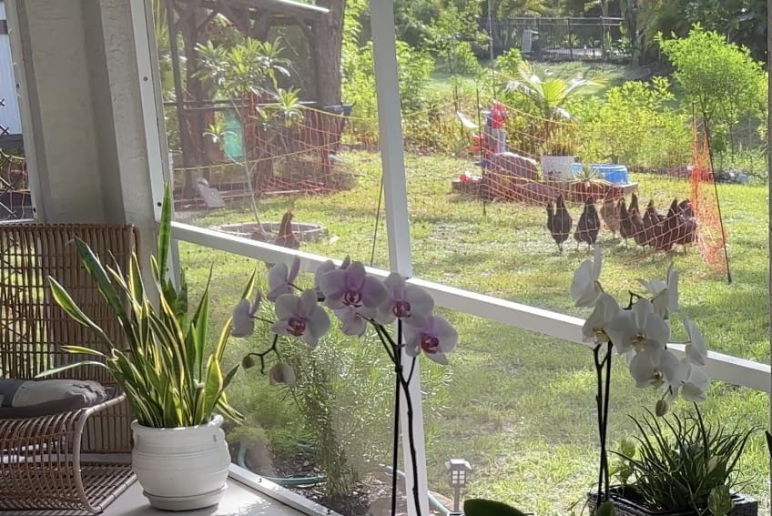 Pet & Livestock HQ Electric Fence Poultry Netting 48