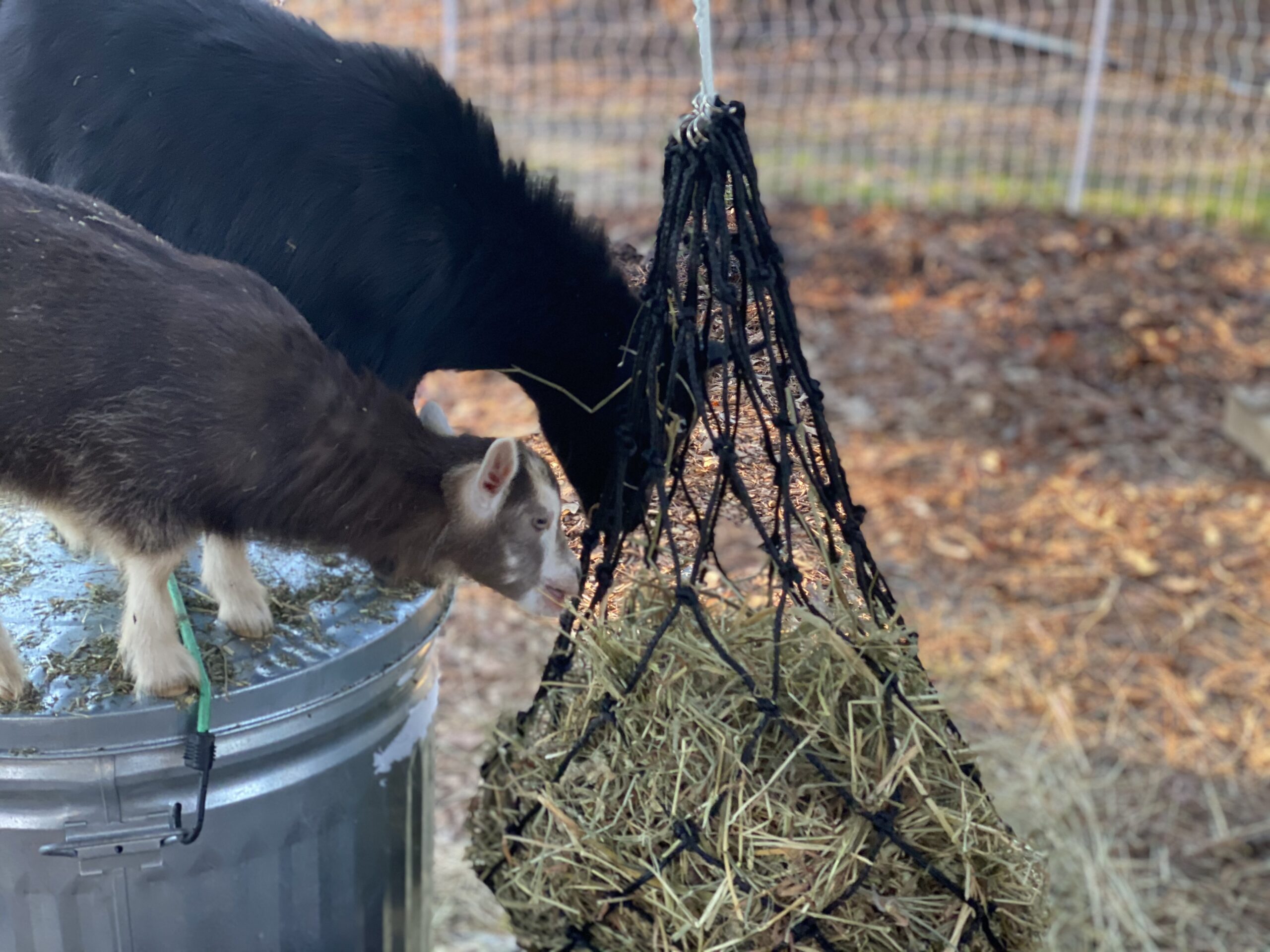 Bloomoak Slow Feed Hay Net for Horses, 40