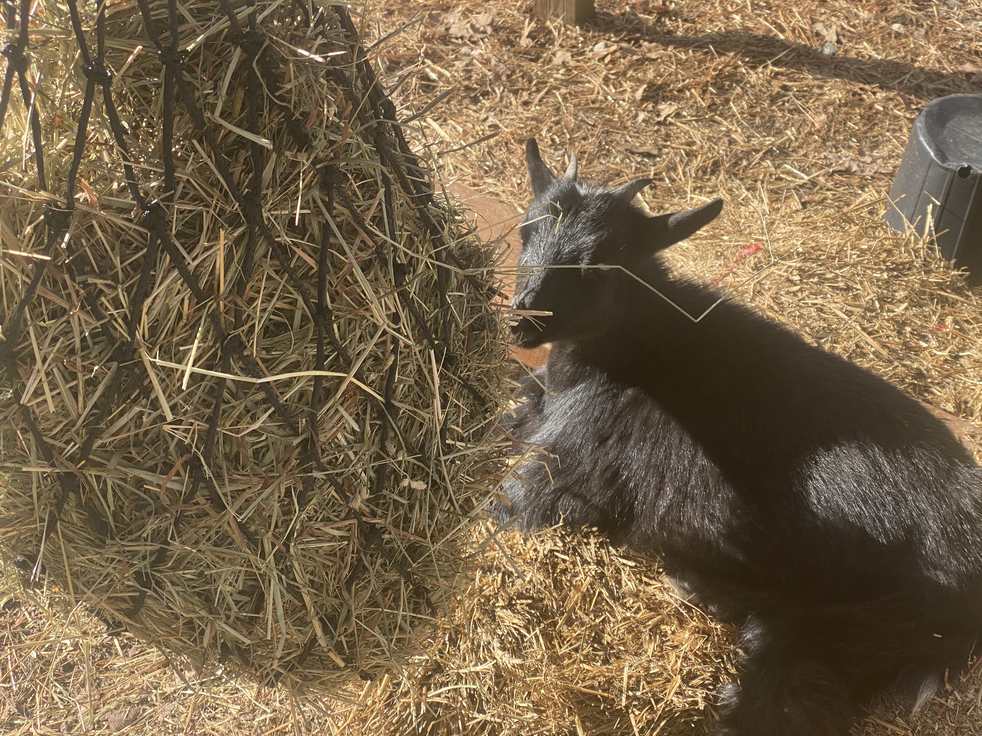Bloomoak Slow Feed Hay Net for Horses, 40