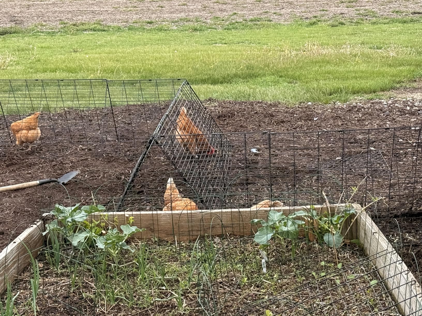 VEVOR Chicken Tunnels for Yard, Metal Poultry Playpen for Outside with Waterproof Cover & Corner Frames, 157.5 x 39.4 x 24.2 inch(LxWxH), Also Widely Used for Ducks, Rabbits, Geese Coop customer photo 1