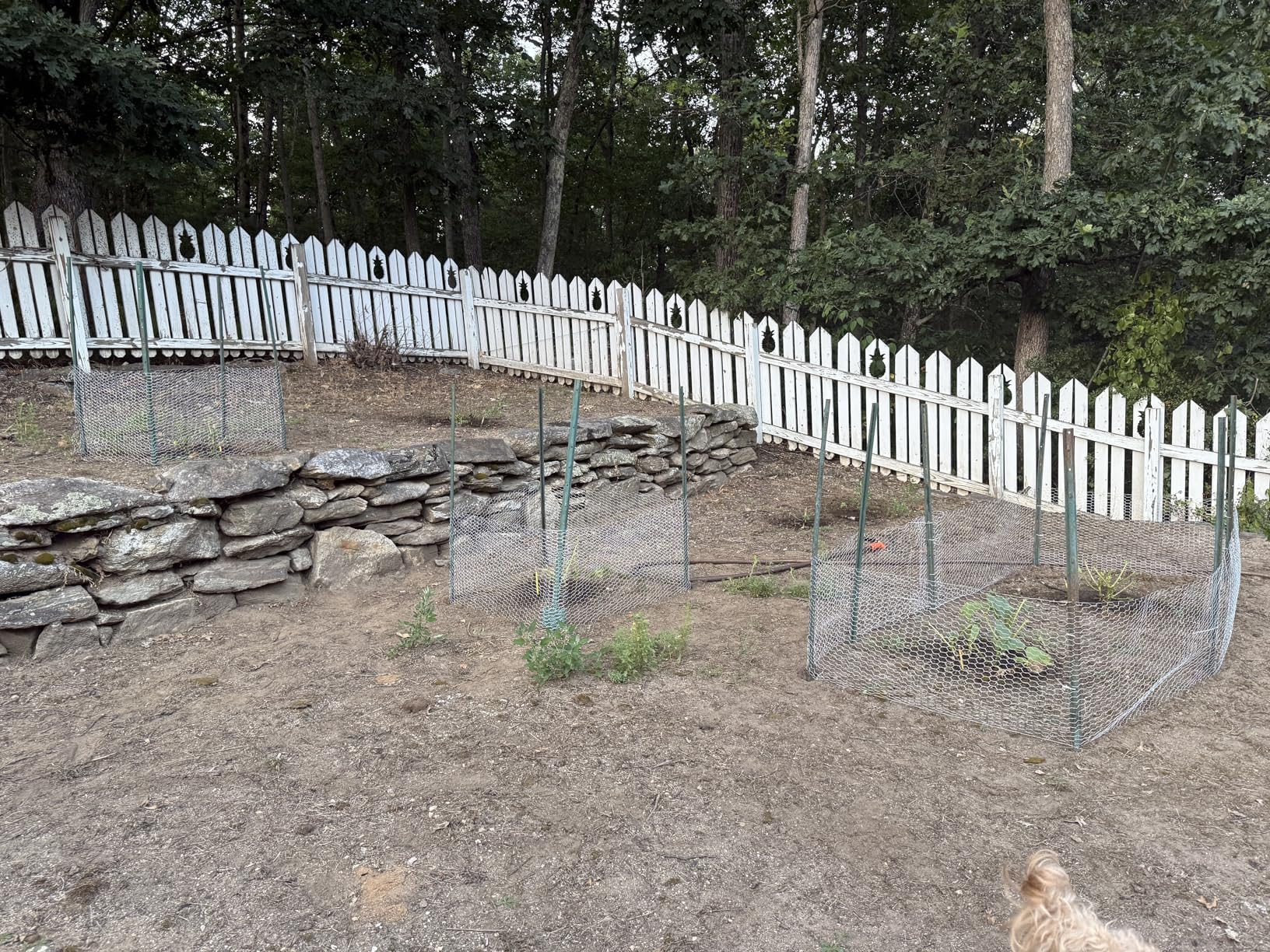 Chicken Wire Fencing, 16.5 Inch x 60 Ft Chicken Wire Mesh for Garden Plants | 24 Rifny 1 Inch Mesh, Hexagonal Galvanized Metal Poultry Wire Netting Roll, for Chicken Coop Rabbit Dogs Barrier customer photo 2