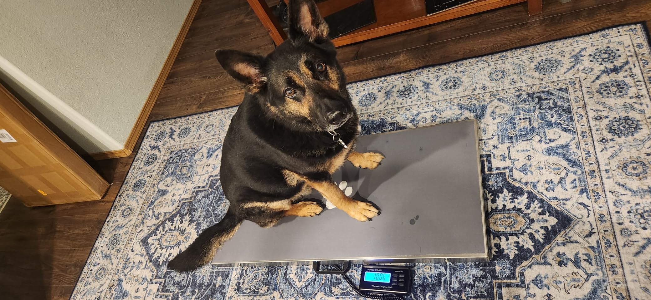 Pet Scale for Large Dog 1100lb x 0.2lb, Postal Scale with Large Stainless Platform 40.5