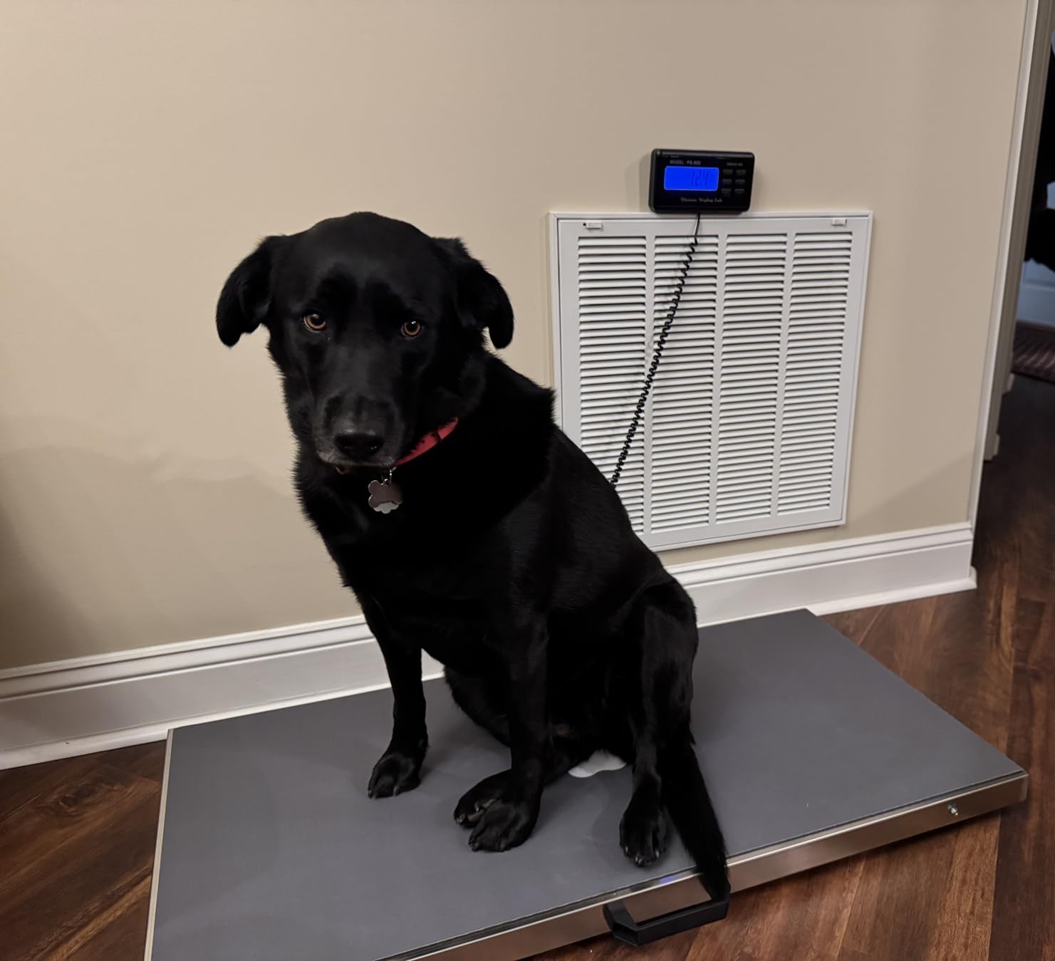 Pet Scale for Large Dog 1100lb x 0.2lb, Postal Scale with Large Stainless Platform 40.5