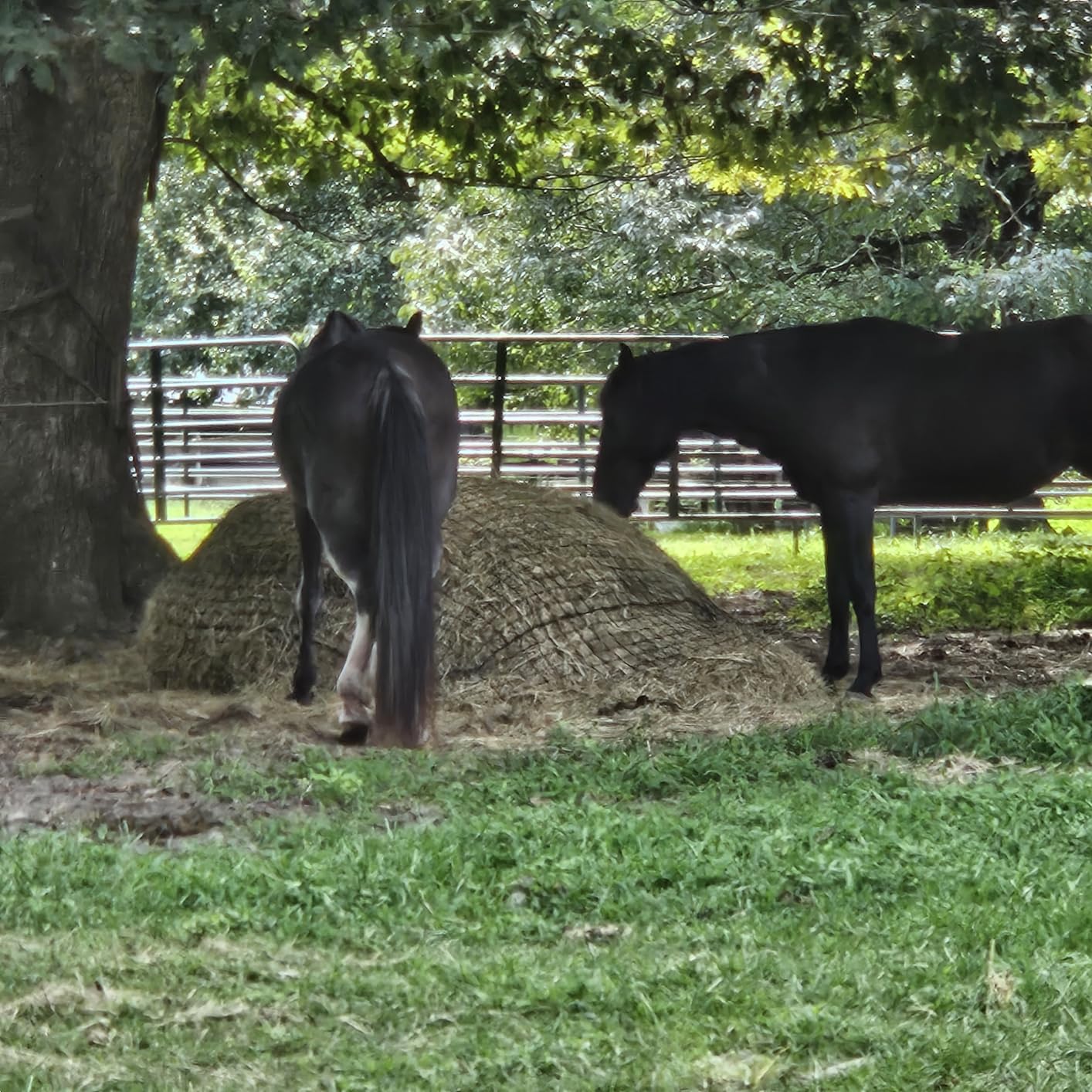 5x5 ft Round Bale Hay Net for Horses - 2 Inch Hole Slow Feeder - 4x4 and 6x6 Sizes Also Available - Knotless Mesh Design - Easy to Put On Over Bales - Built for Everyday Horse Feeding customer photo 1