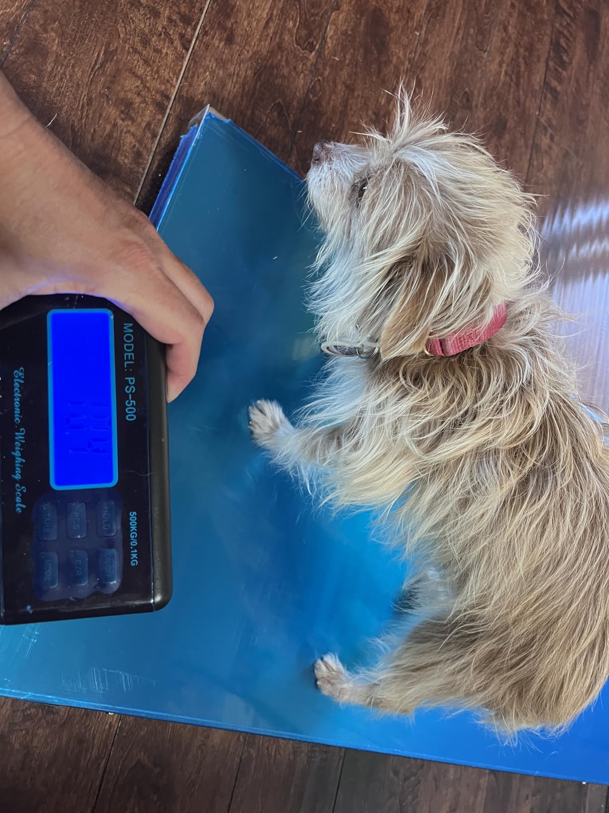 Large Dog Scales for Large Breed, 1100lb x 0.2lb Pet Scale for Large Dog, Livestock Scale, Animal Scale, Stainless Steel Platform, Large Scale for Dogs Sheep Goat Pig Shipping Scale customer photo 1