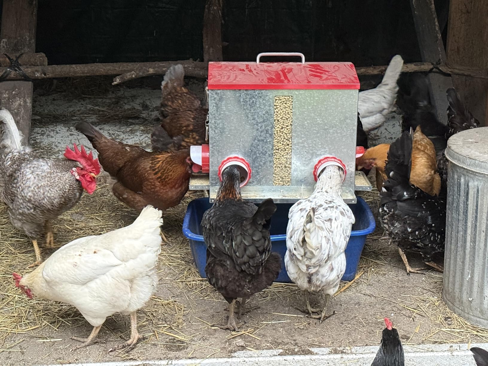 Pawaboo 55LBS Large Capacity Automatic Chicken Feeder - 2026 Upgraded No Waste Poultry Feeder, 7 Feeding Ports, Viewable Feed Level Window, Height-Adjustable Legs + Wobble-Free Stability customer photo 2