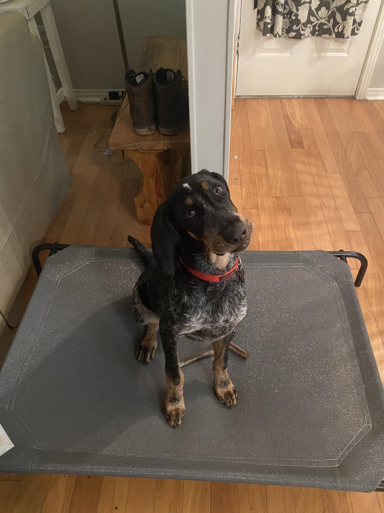 Coolaroo Original Elevated Dog Bed - Breathable Off-The-Ground Pet Bed with Cooling Fabric, Joint Relief & Moisture-Resistant Fabric, 100% Recyclable, Easy Clean, Grey, Medium customer photo 1