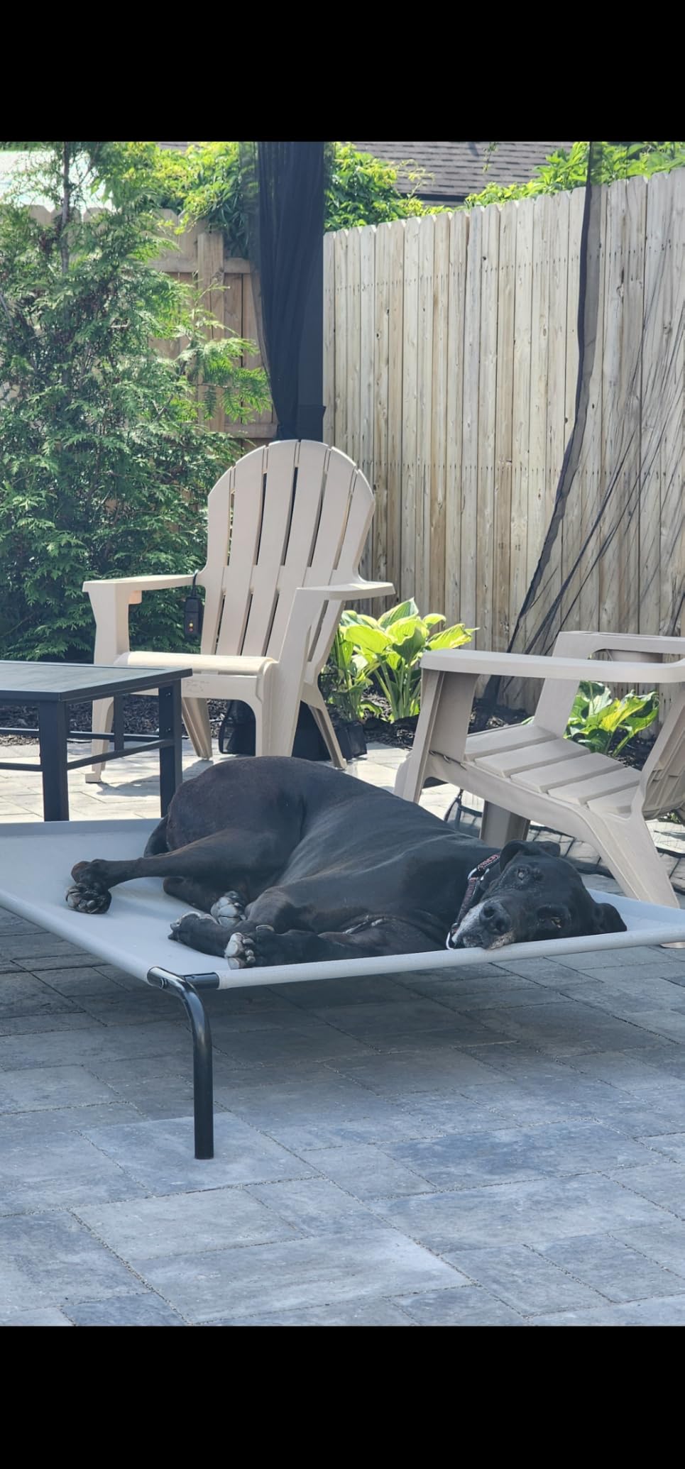 Amazon Basics Cooling Breathable Elevated Dog Bed with Metal Frame for Large Dogs, 51
