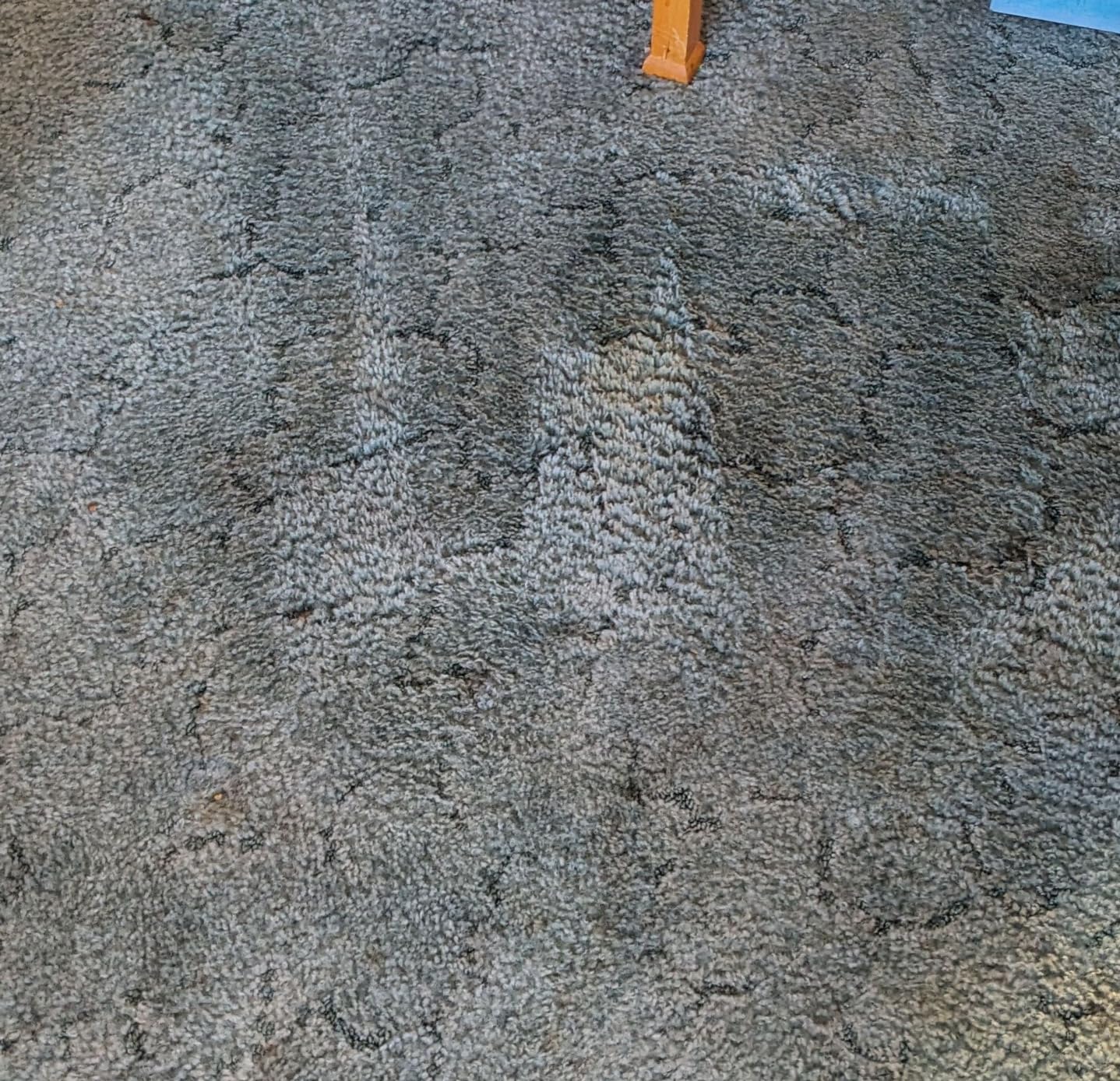 Bissell SpotClean Pet Pro Portable Carpet Cleaner, 2458 customer photo 2