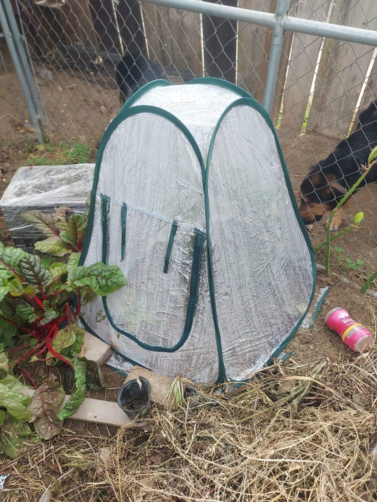porayhut Pop Up Greenhouse Cover Flower House Mini Gardening Plant Flower Sunshine Room Room, Backyard PVC Greenhouse Cover for Cold Frost Protector Gardening Plants customer photo 1