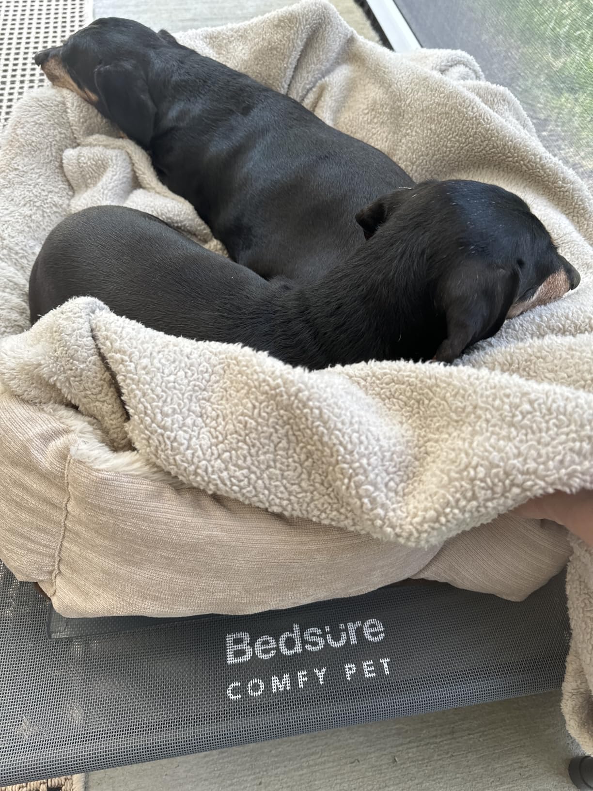Bedsure Outdoor Elevated Cooling Dog Bed Large Sized Dog, 49in Grey | Portable Raised Camping Pet Cot Hammock, Breathable Teslin Mesh, Weather Resistant, For Large Pets Up to 85 lbs, Easy to Assemble customer photo 2
