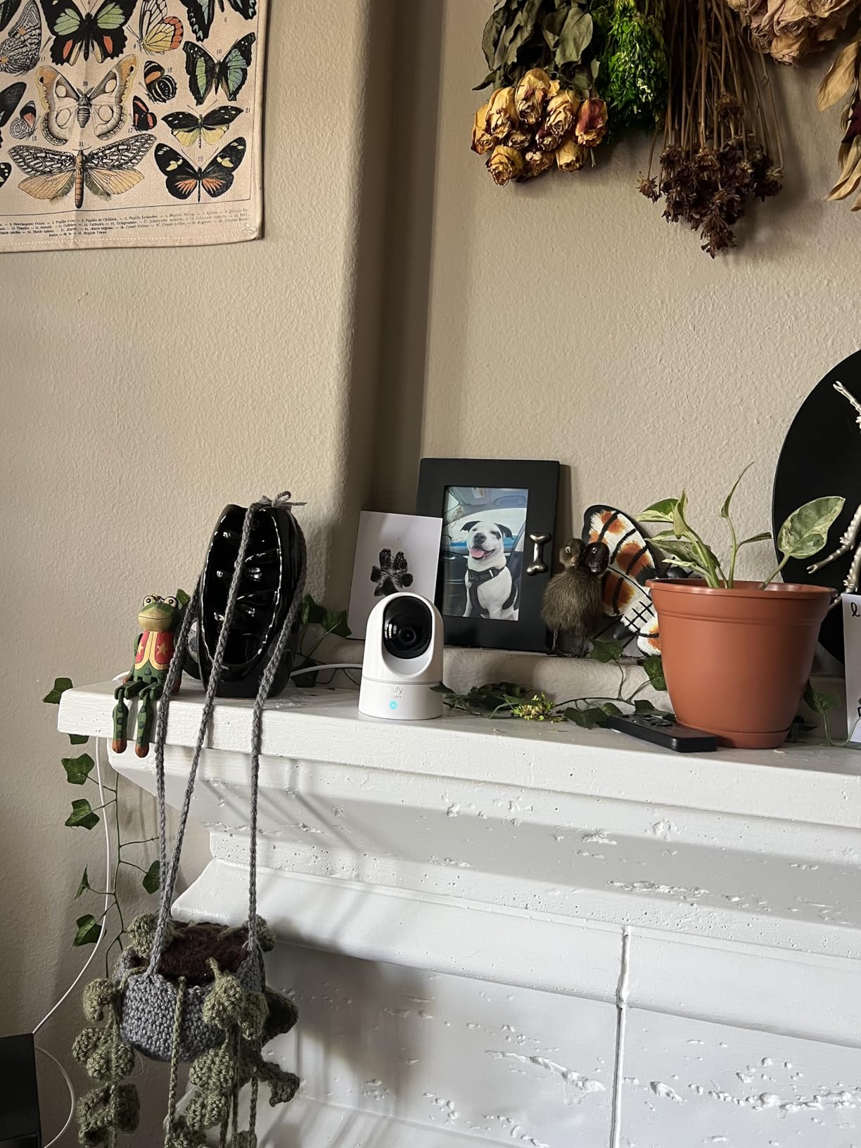 eufy Security Indoor Cam E220, Dog/Pet Camera, Pan and Tilt | 2K Wi-Fi Plug-in, AI Tracking and Alerts, Night Vision, HomeBase 3/Mini/Prof S1 Compatible, Voice Assistant Support customer photo 2