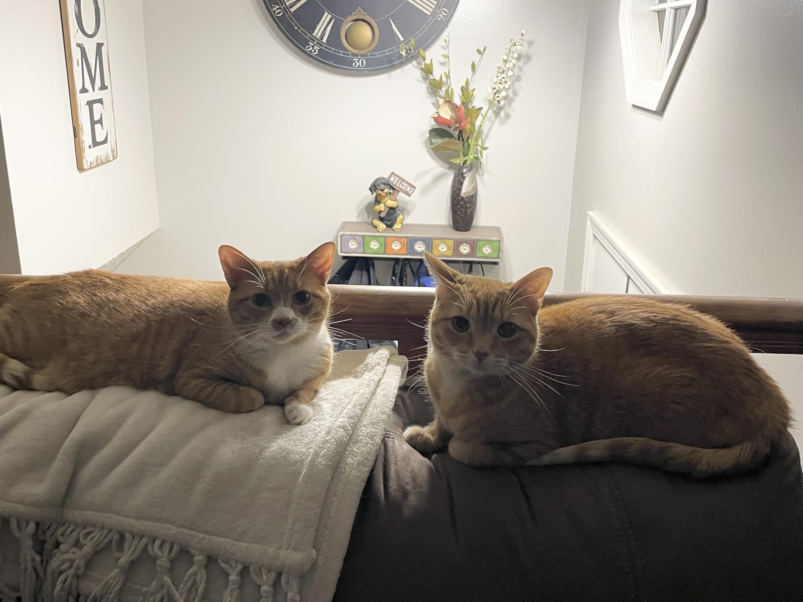 Purrfect Portal Meow Manor Cat Door Interior Door - No-Flap, Fits Cats Up to 20 lbs, Easy DIY Setup, No Training Needed customer photo 1