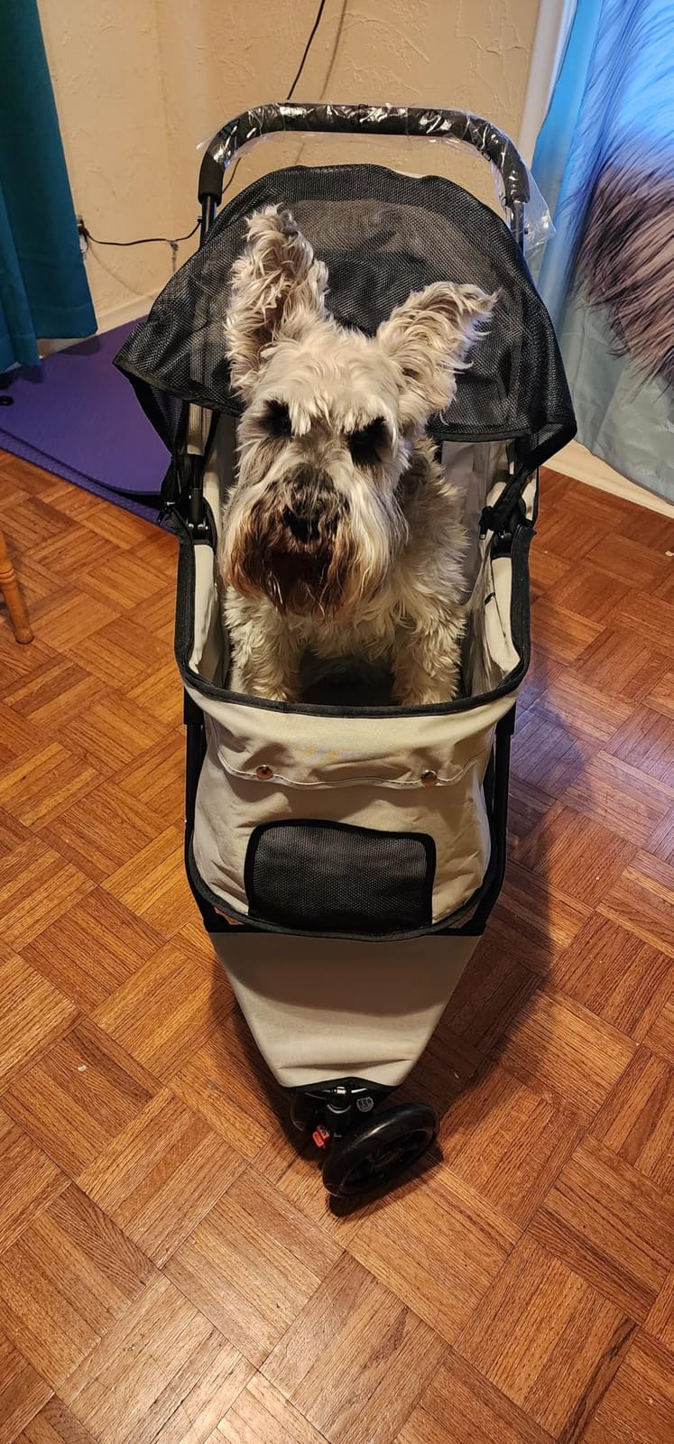 Carlson Pet Products Stroller, Includes 360 Degree Front Wheel Swivel, Rear Wheel Breaks, Reflective Trim, Mesh Panels, Umbrella and Mesh Canopy, Khaki customer photo 1