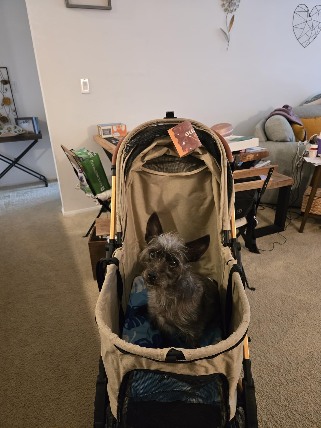 Medium Dog Stroller, Kenyone Pet Stroller for Medium Dogs Up to 55lbs, Lightweight Aluminum Frame, One Click Folding, Large Cat Stroller with No Zip Entry, Detachable Mesh, Multiple Pockets customer photo 1