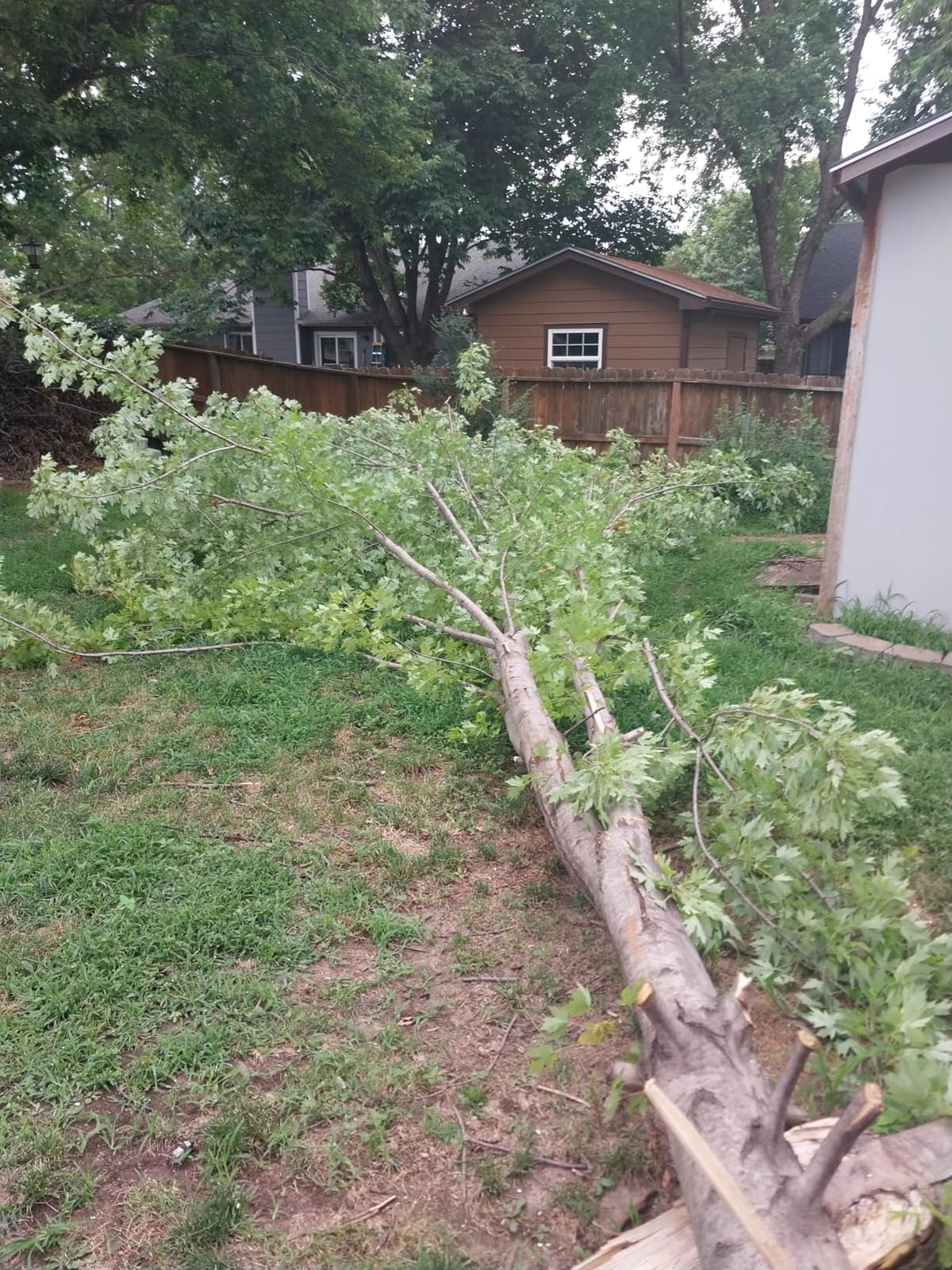 CRAFTSMAN V20 RP Cordless Chainsaw, Powerful and Lightweight, 12 Inch, 5Ah Battery and Charger Included (CMCCS630P1) customer photo 1