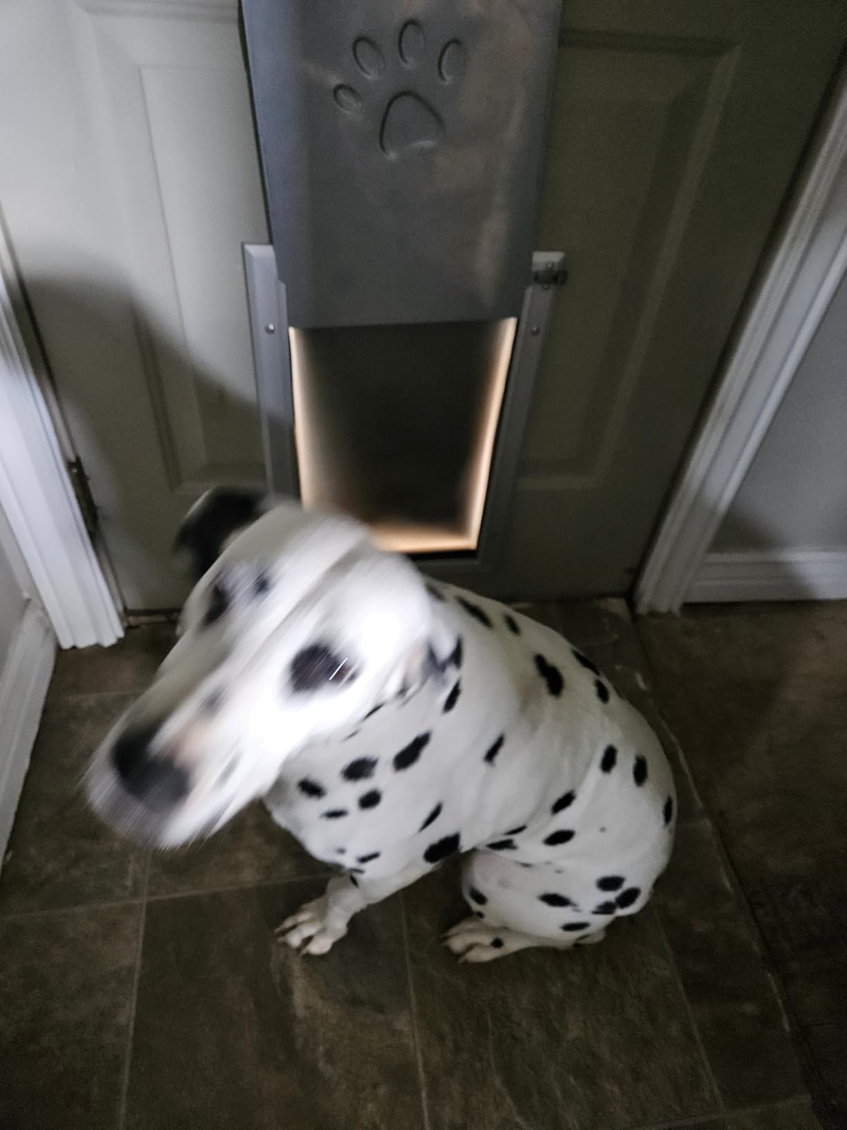 [Petoasis] 3-Flaps Heavy-Duty Dog Door, Rust Proof Aluminum Alloy Frame | Energy-Efficient, Thick Flaps Block Wind Snow Rain Intrusion in Extreme Weather (Silvery White, Large for Door) customer photo 2