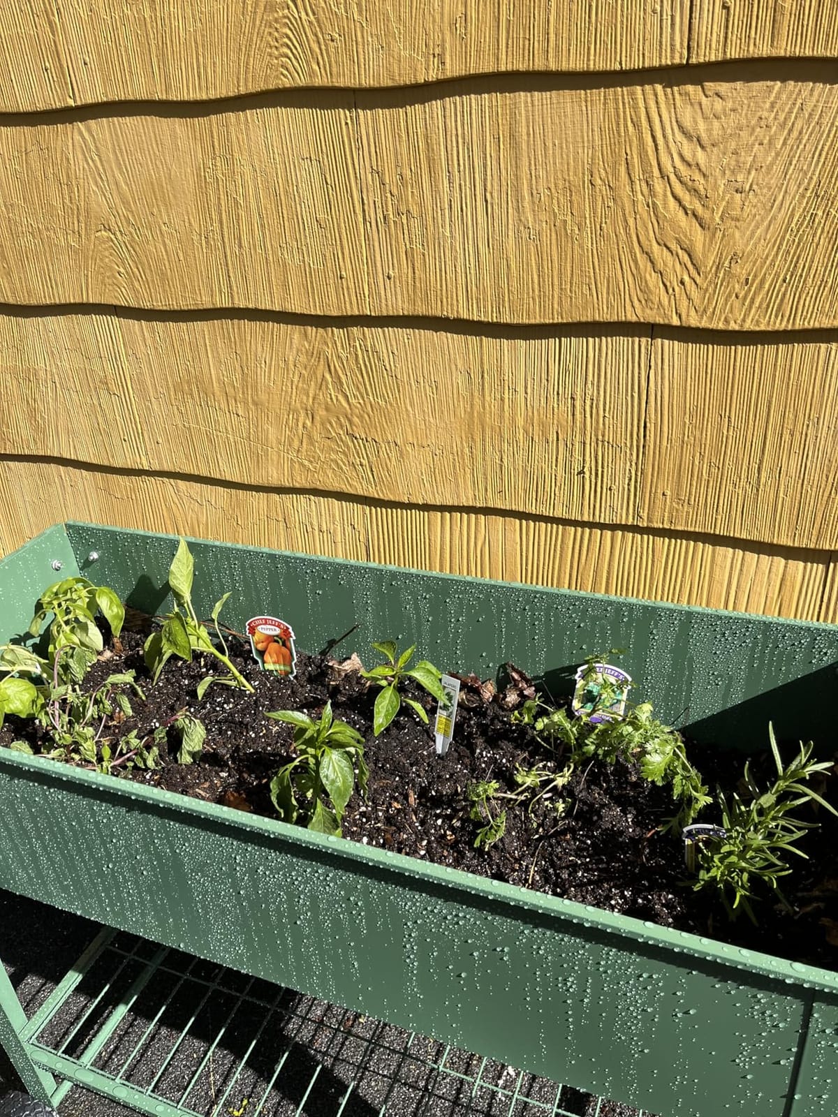 Raised Garden Bed with Legs and Wheels, Metal Outdoor, Green | Steel Frame, 400lb Capacity, 32in Tall No Bending, 2 Large Wheels, Bottom Shelf, Drainage Holes, Herb Vegetable Planter Box customer photo 2